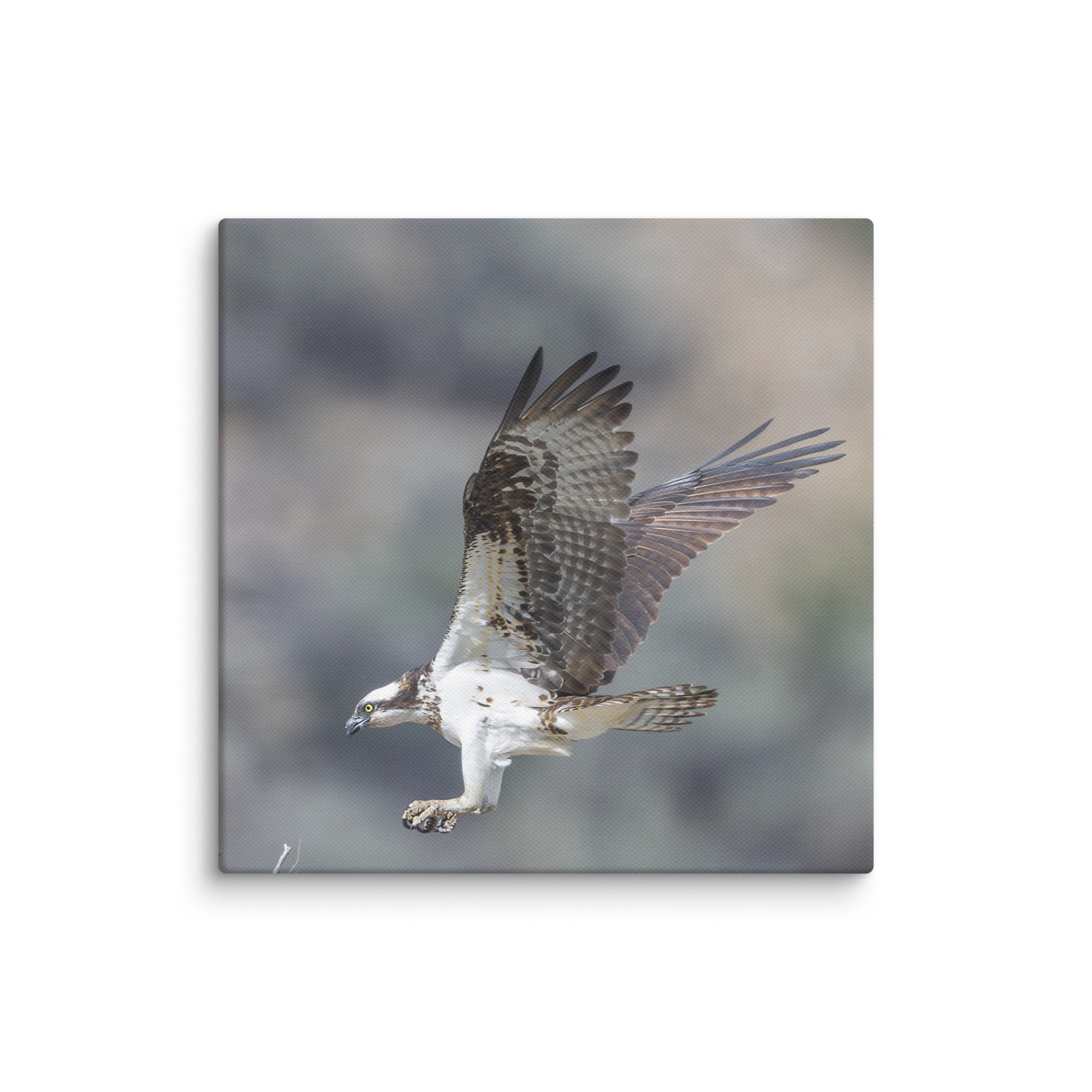Osprey Landing on its nest! Canvas - Image 20