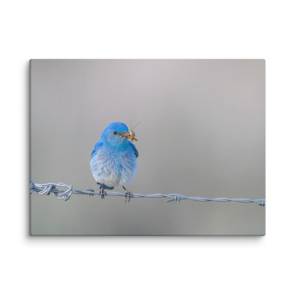 Mountain Blue Bird! Canvas