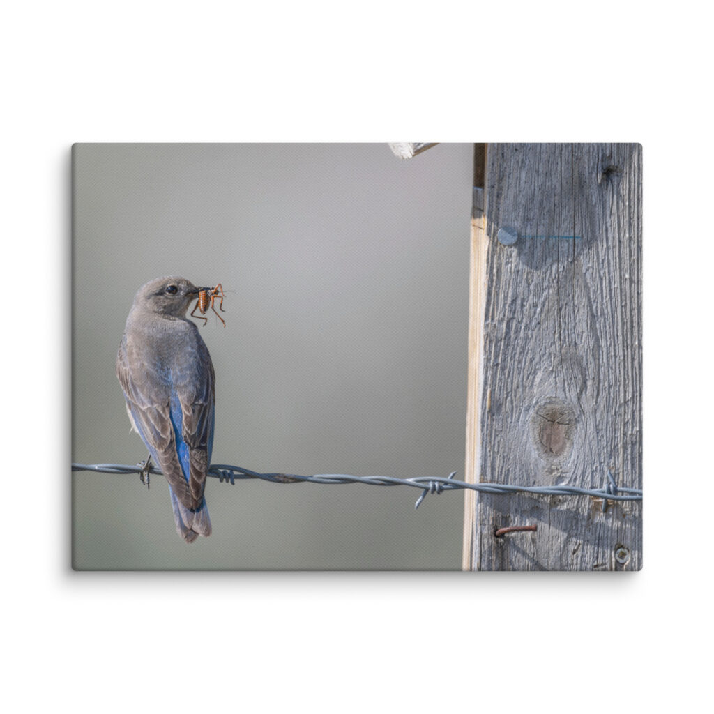 Mama Mountain bluebird with food! Canvas