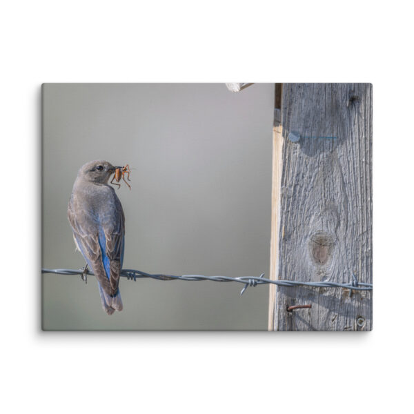 Mama Mountain bluebird with food! Canvas