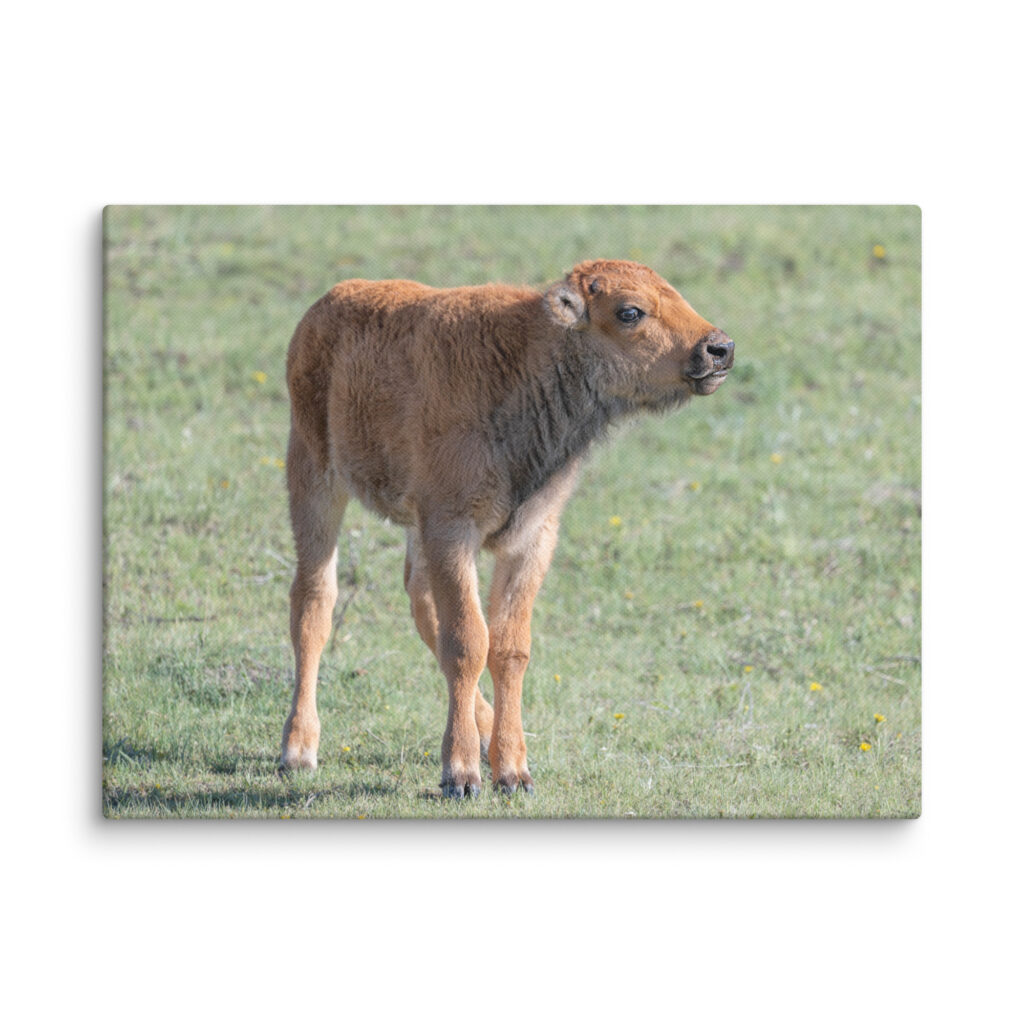 Baby Bison! Canvas