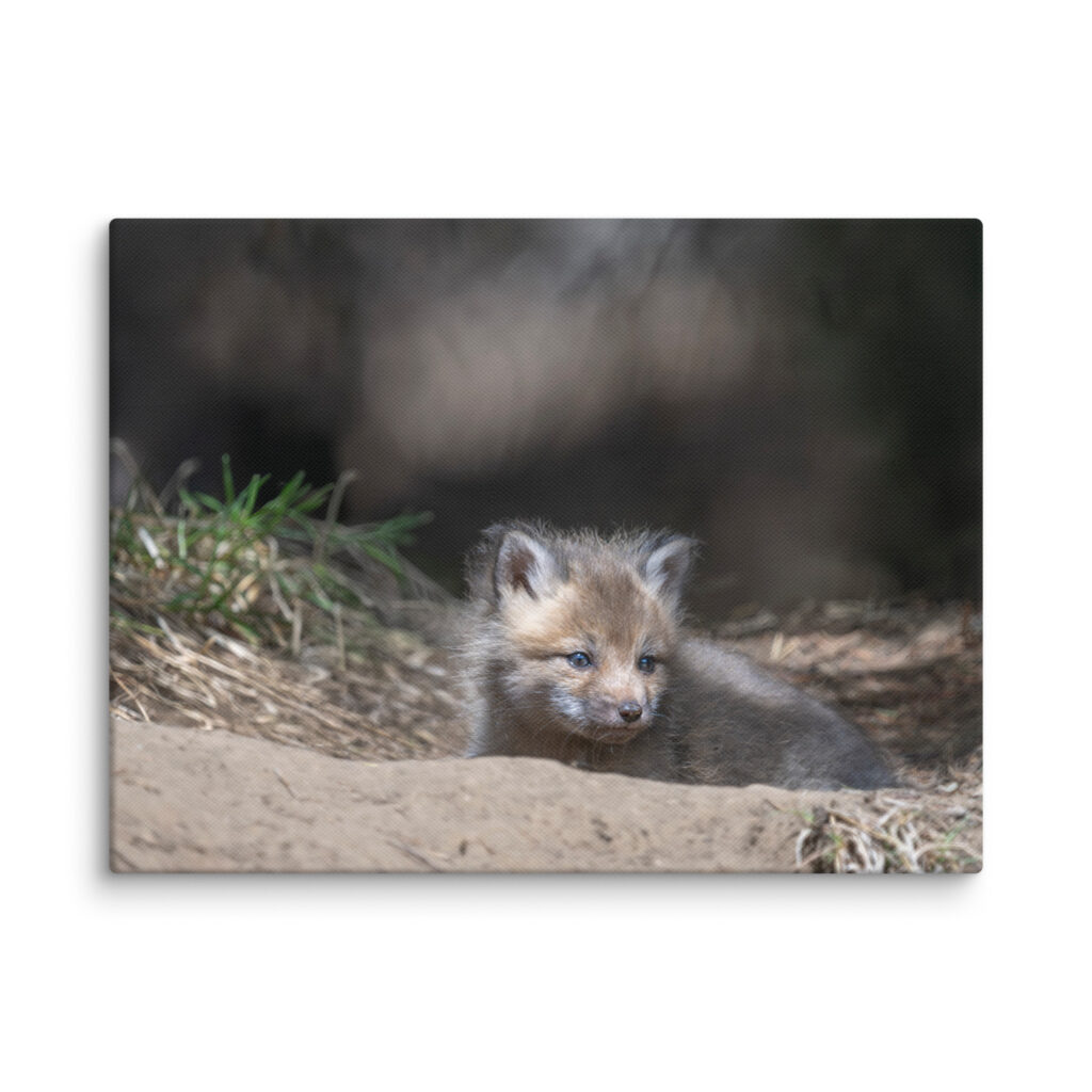 Baby Red fox waiting for Mom! Canvas