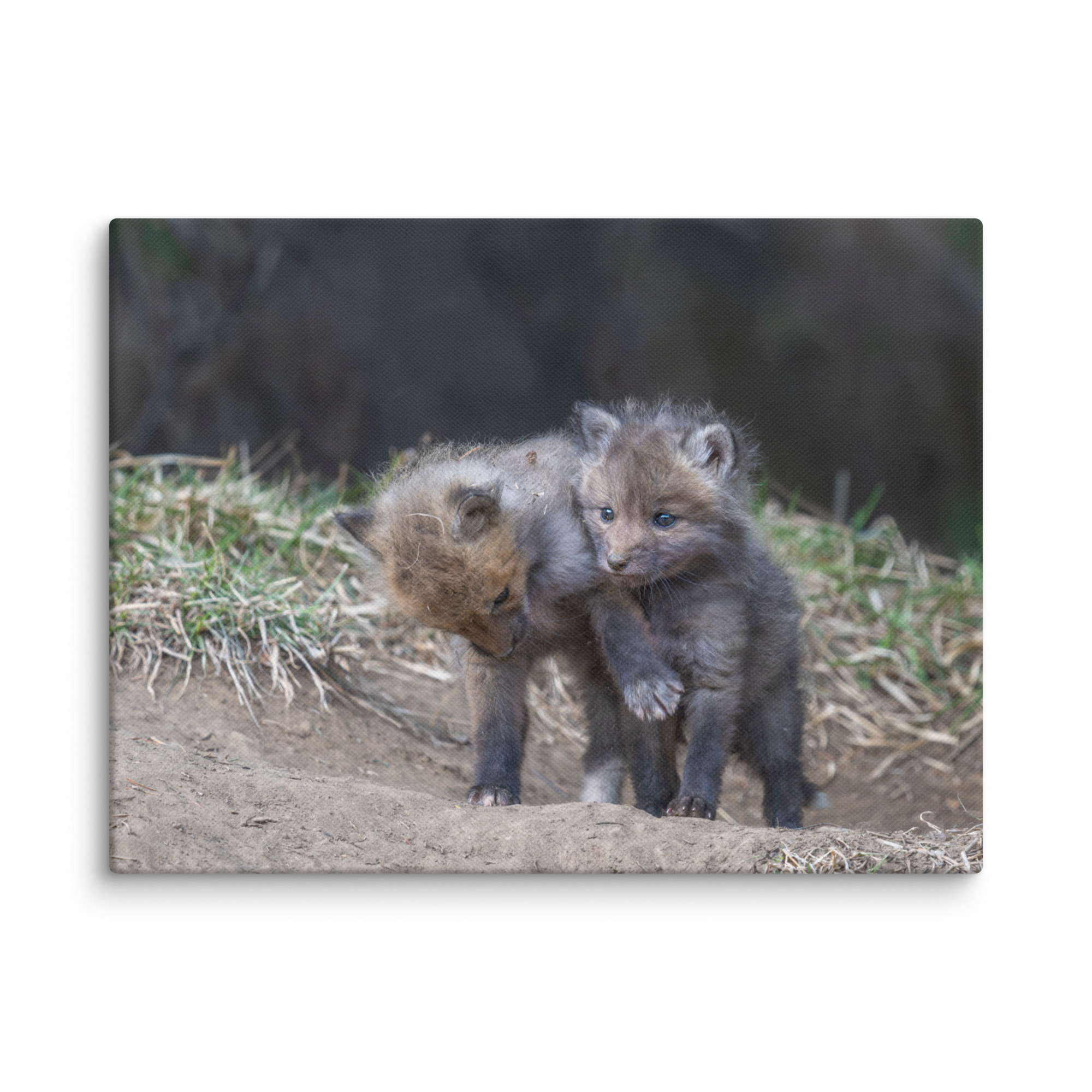 Brothers in Arms Red fox kits! Canvas