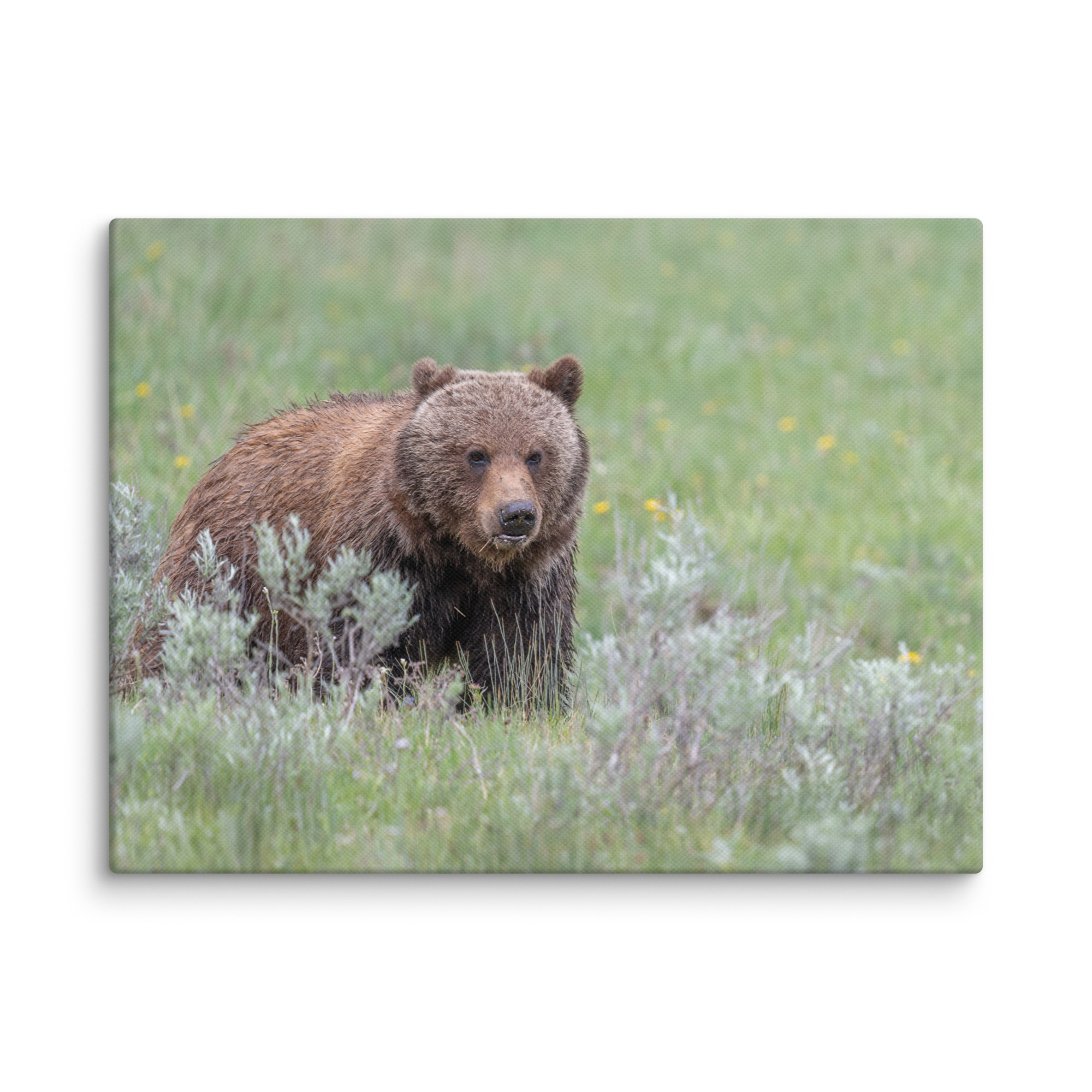 Hungry Grizzly in a Meadow! Canvas - Image 25
