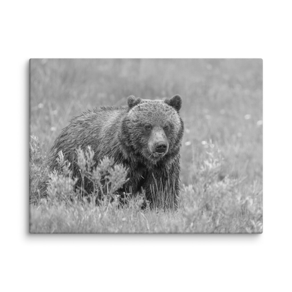 Hungry Grizzly in a Meadow! Monochrome Canvas