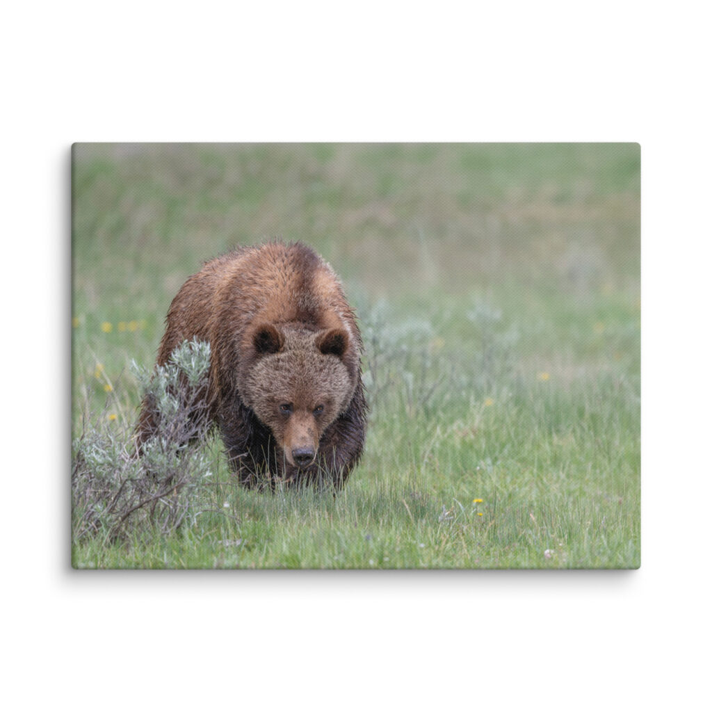 Grizzly Watching! Canvas