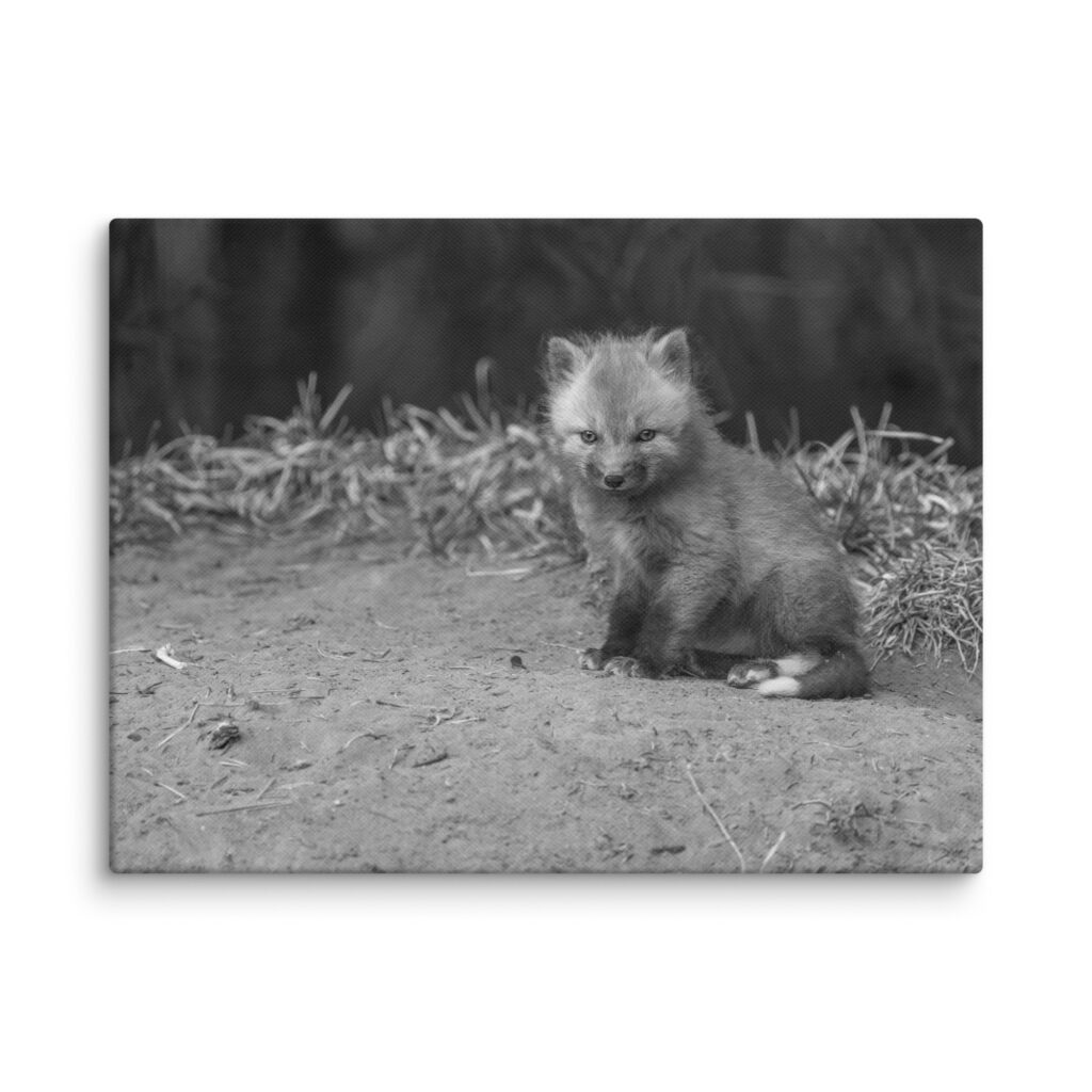 Sharp gaze baby red fox (Monochrome)! Canvas