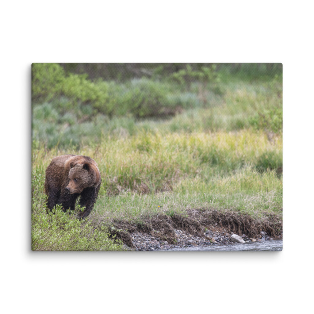 Grizzly getting read! Canvas