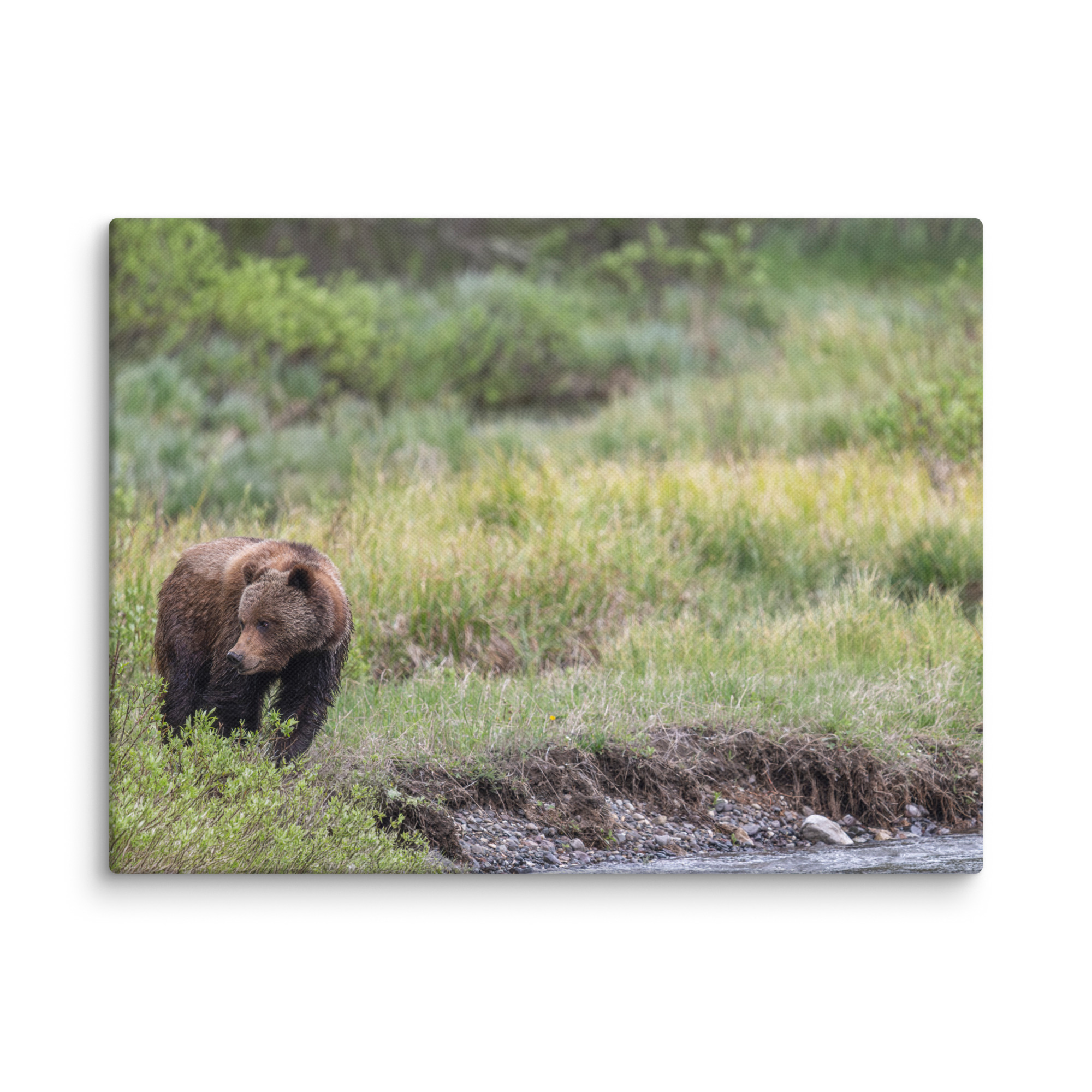 Grizzly getting read! Canvas