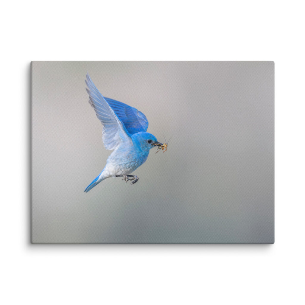 Mountain Bluebird with prey! Canvas