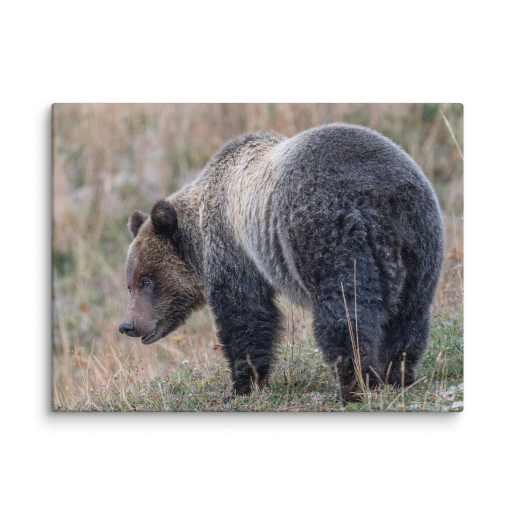 Grizzly of yellowstone! Canvas