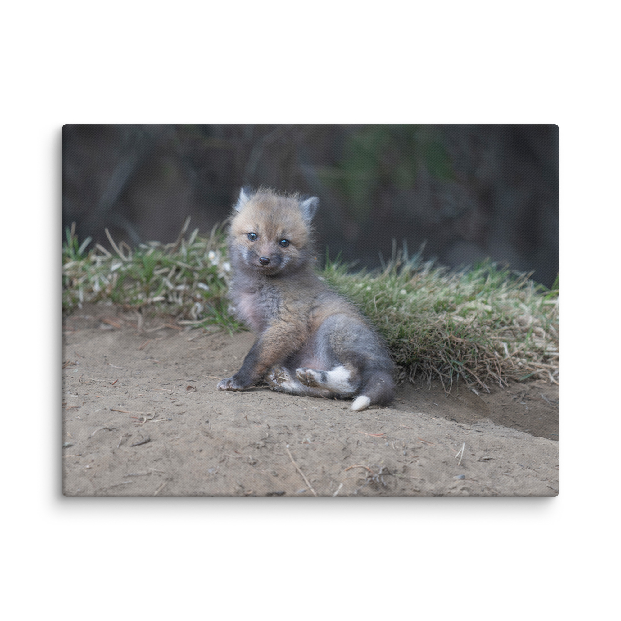 Guarding Den Baby Red fox!  Canvas