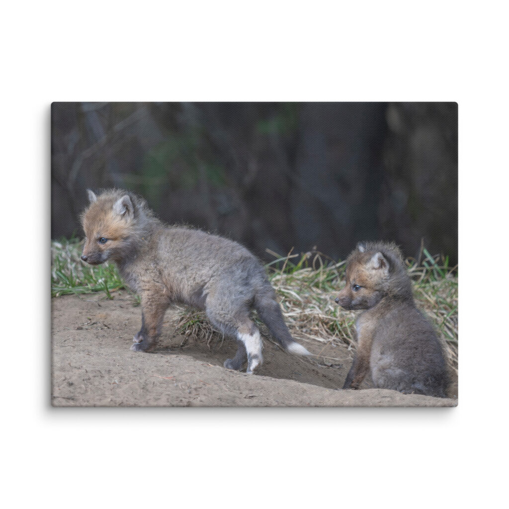 Play Time Baby Red fox! Canvas