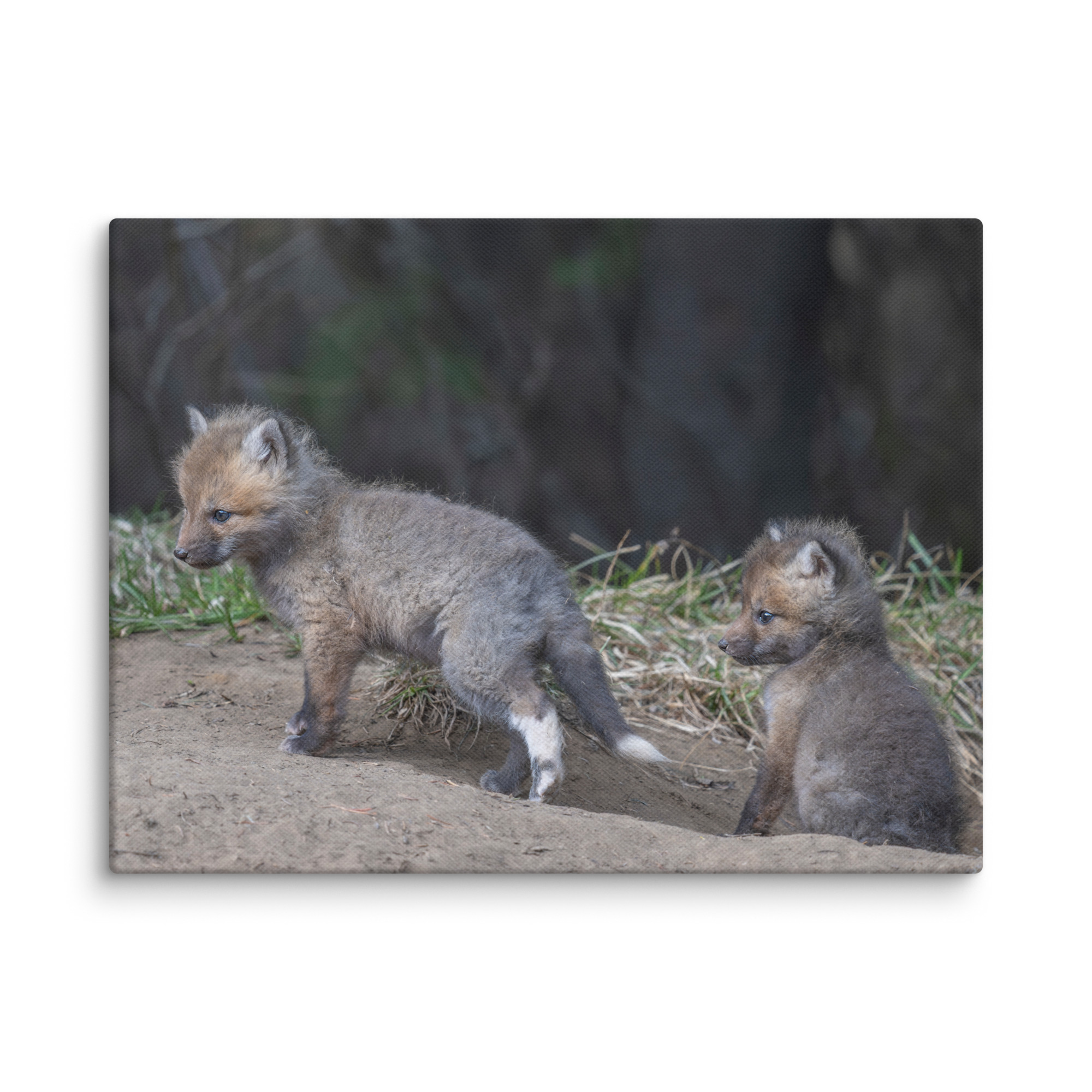 Play Time Baby Red fox! Canvas