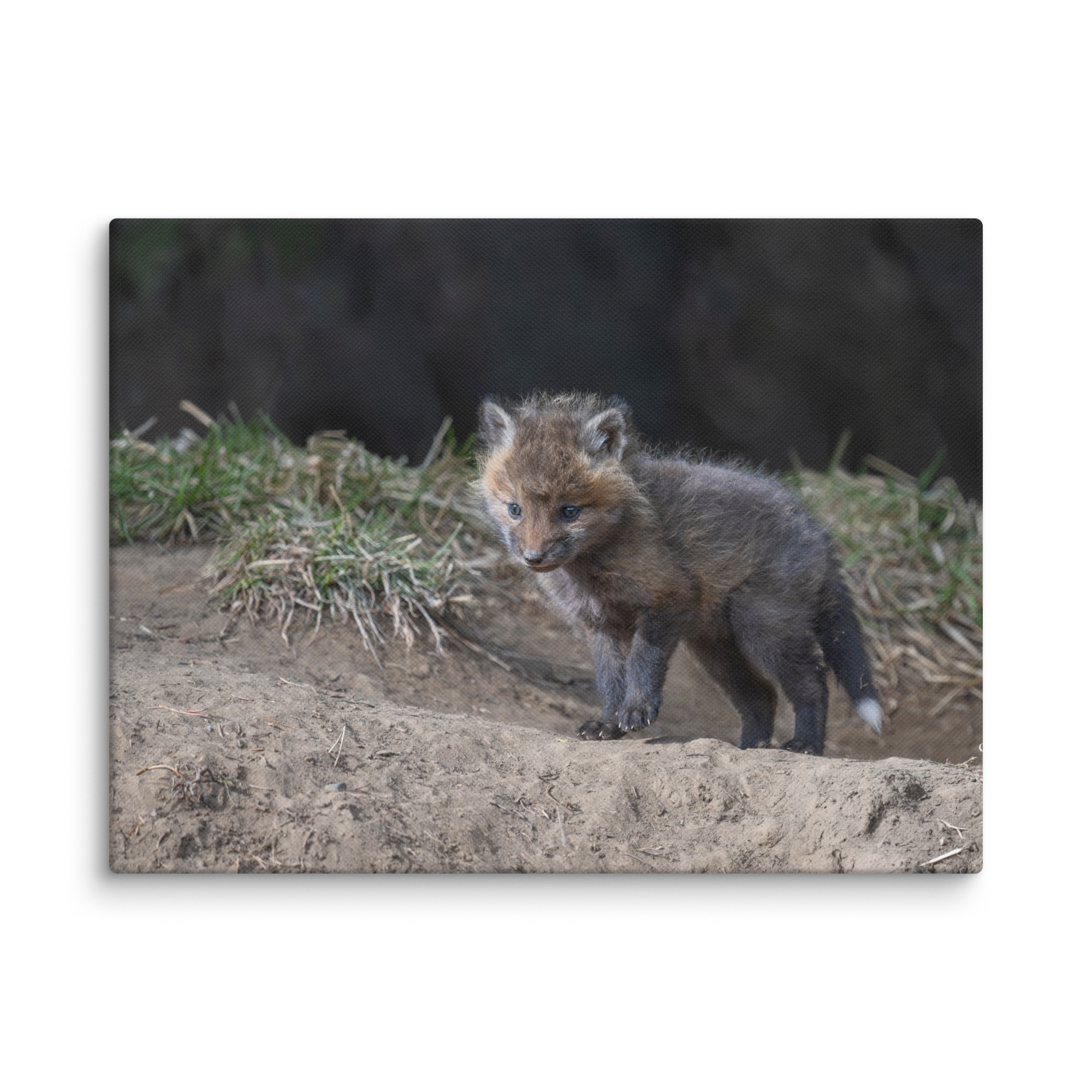 Just checking Baby Red fox! Canvas