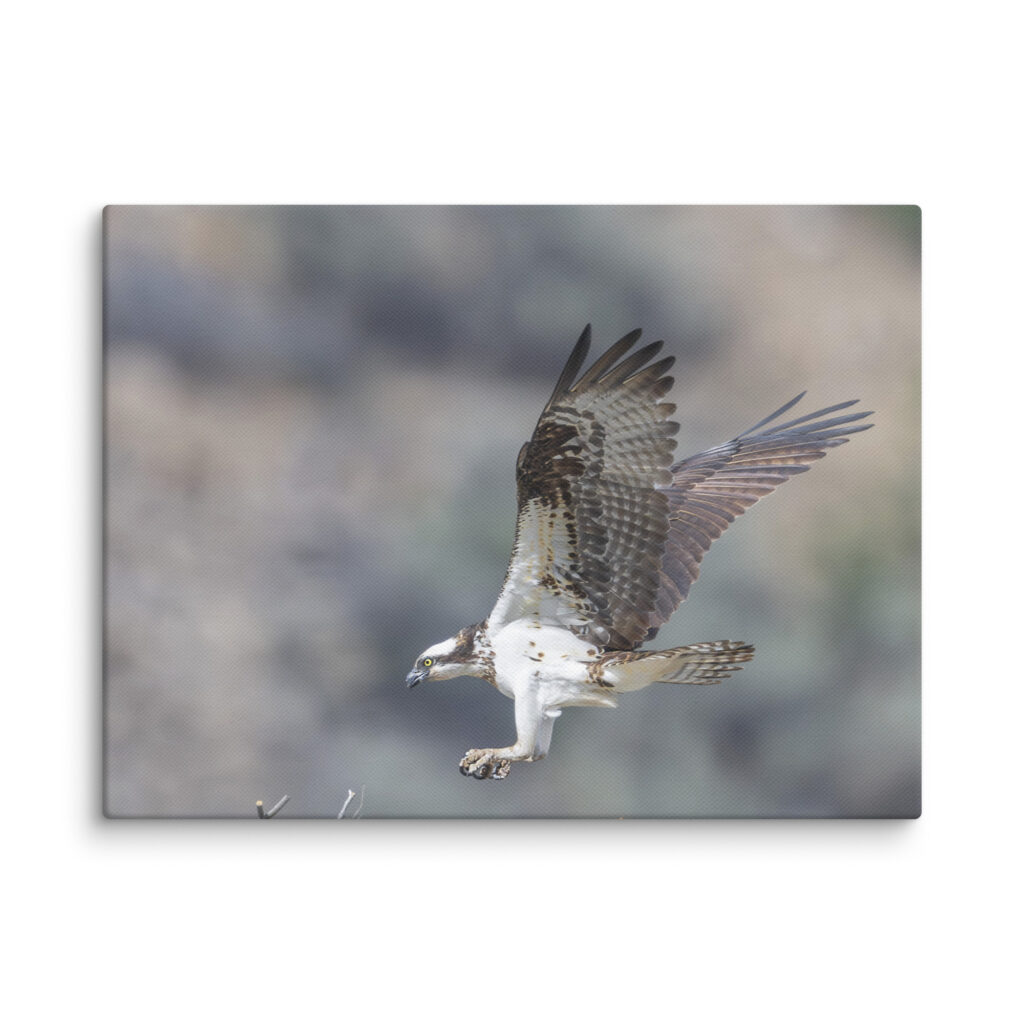 Osprey Landing on its nest! Canvas