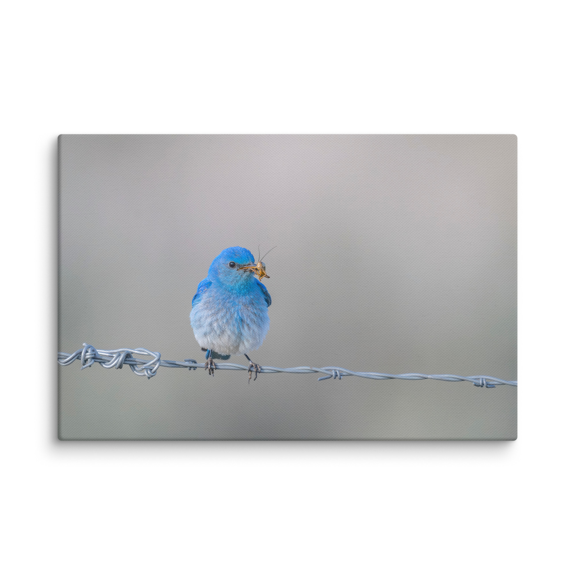 Mountain Blue Bird! Canvas - Image 5