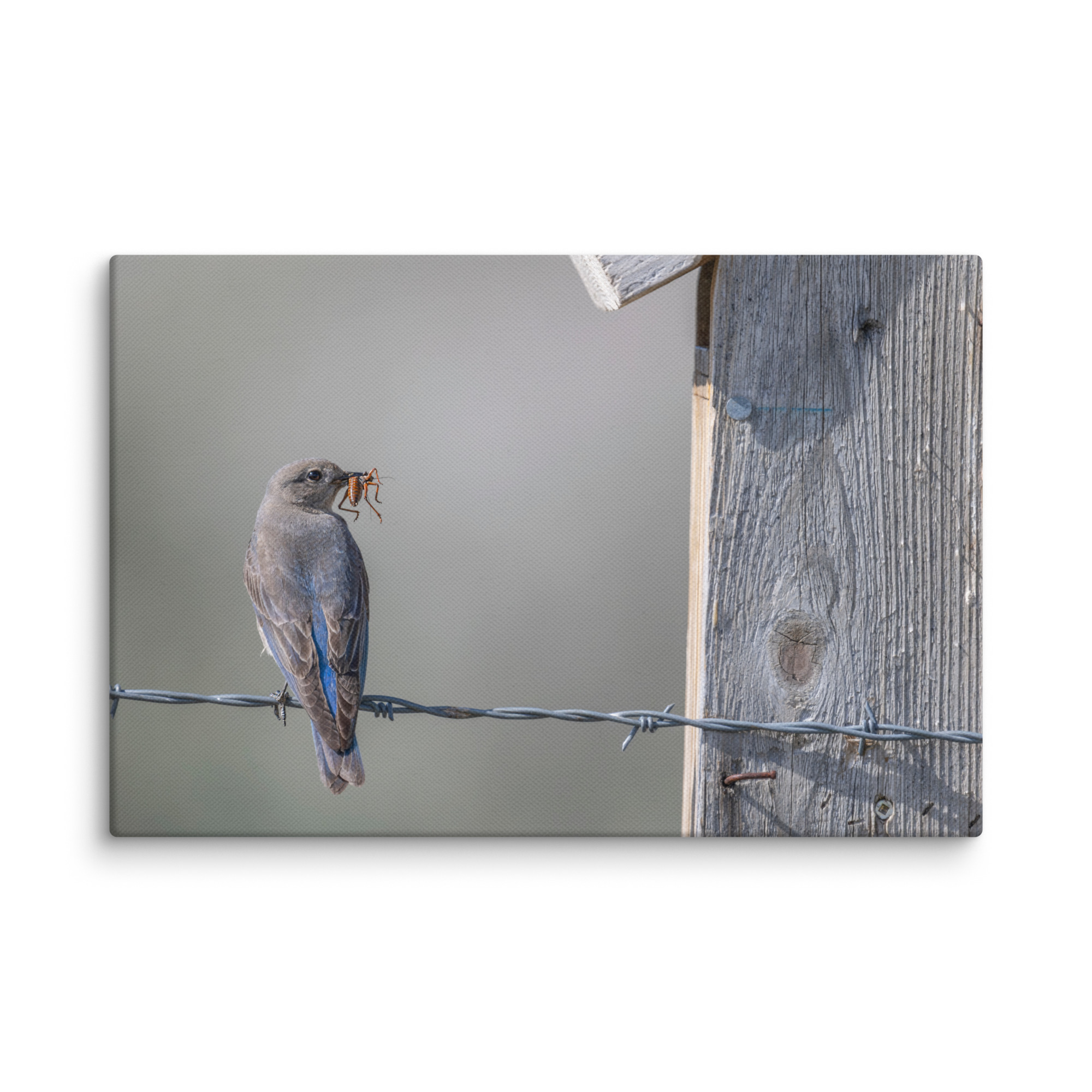 Mama Mountain bluebird with food! Canvas - Image 5
