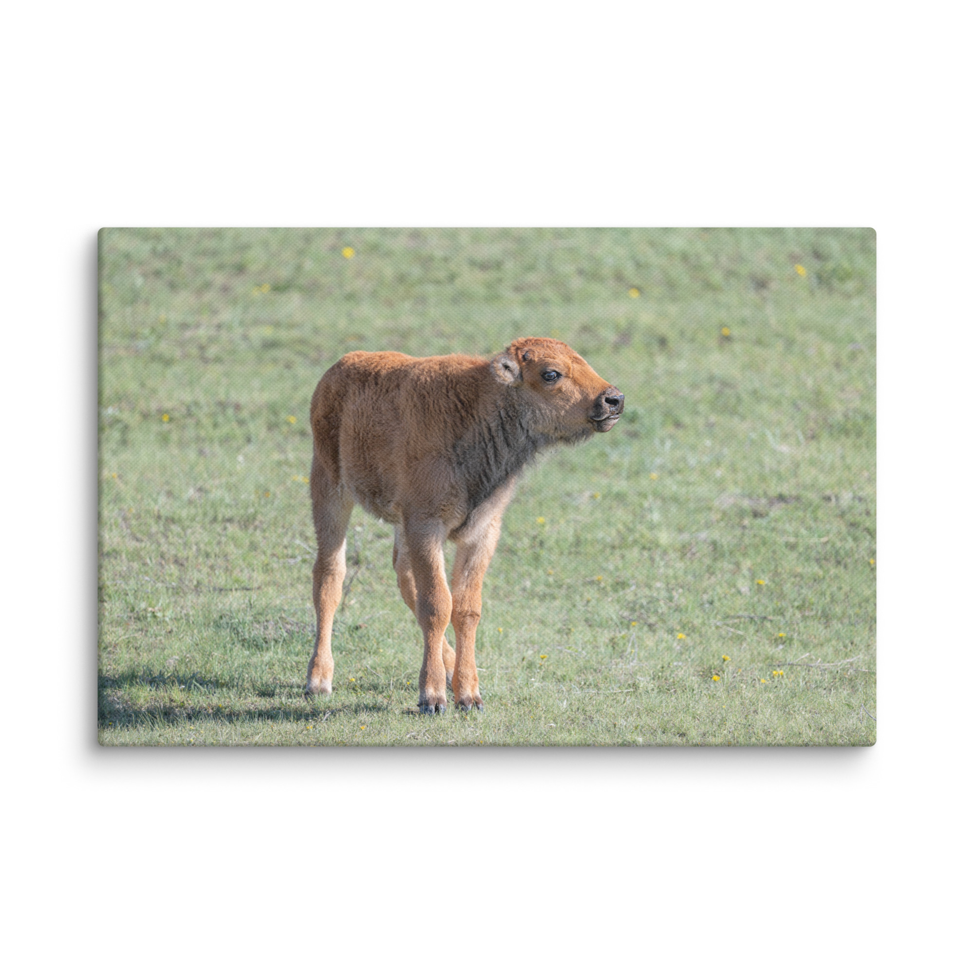 Baby Bison! Canvas - Image 4