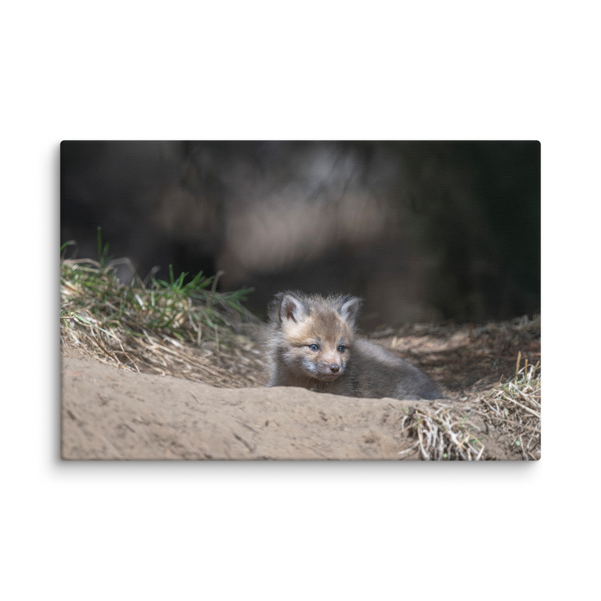 Baby Red fox waiting for Mom! Canvas - Image 5