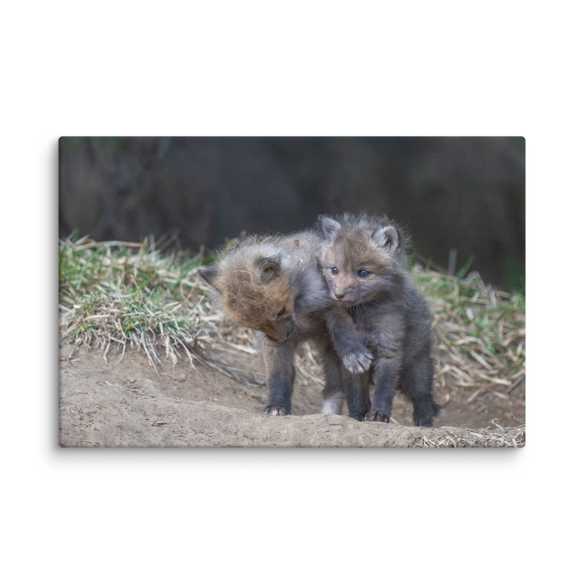 Brothers in Arms Red fox kits! Canvas - Image 5