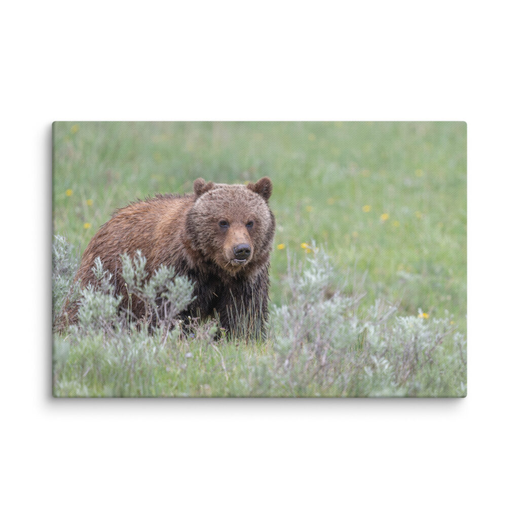 Hungry Grizzly in a Meadow! Canvas