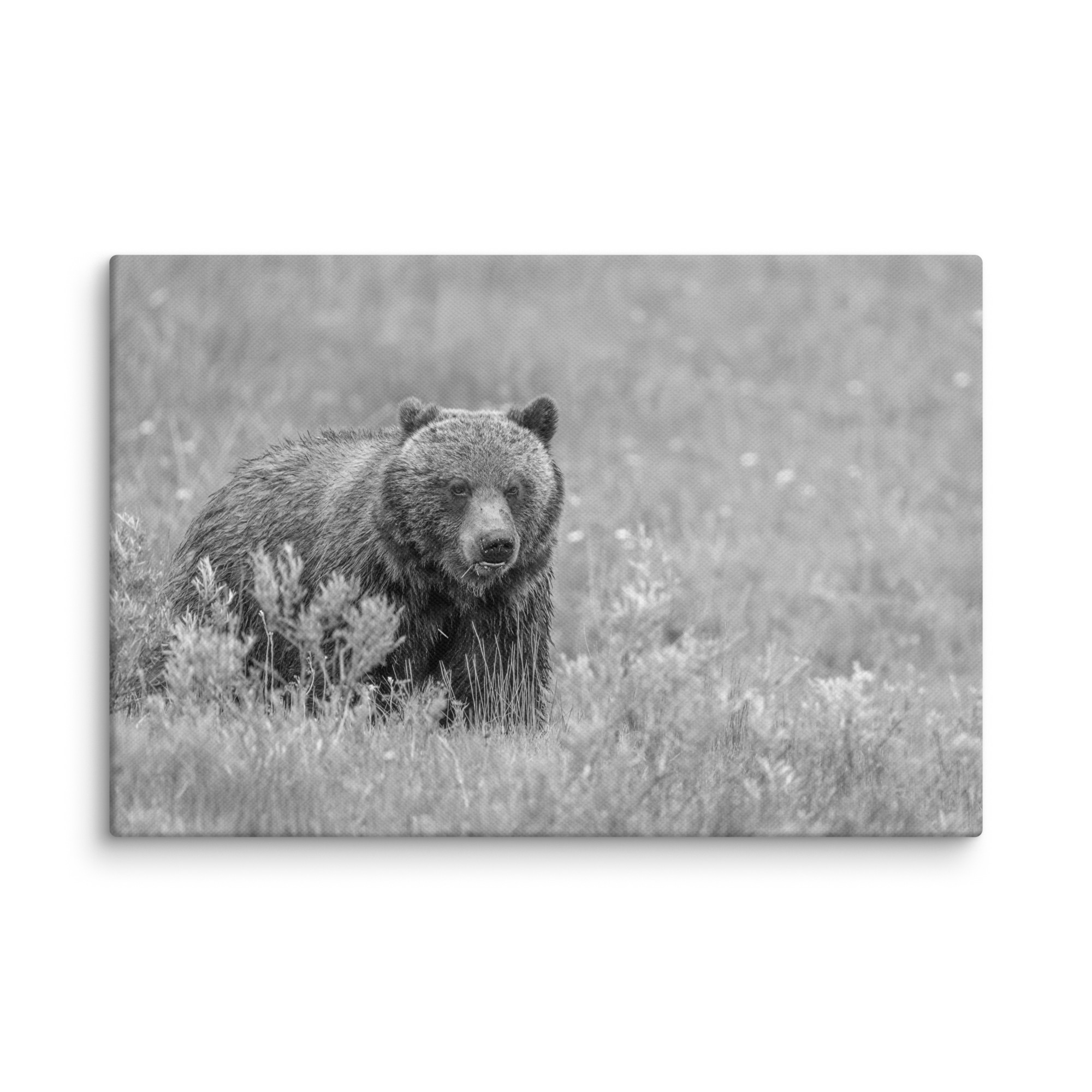 Hungry Grizzly in a Meadow! Monochrome Canvas - Image 5