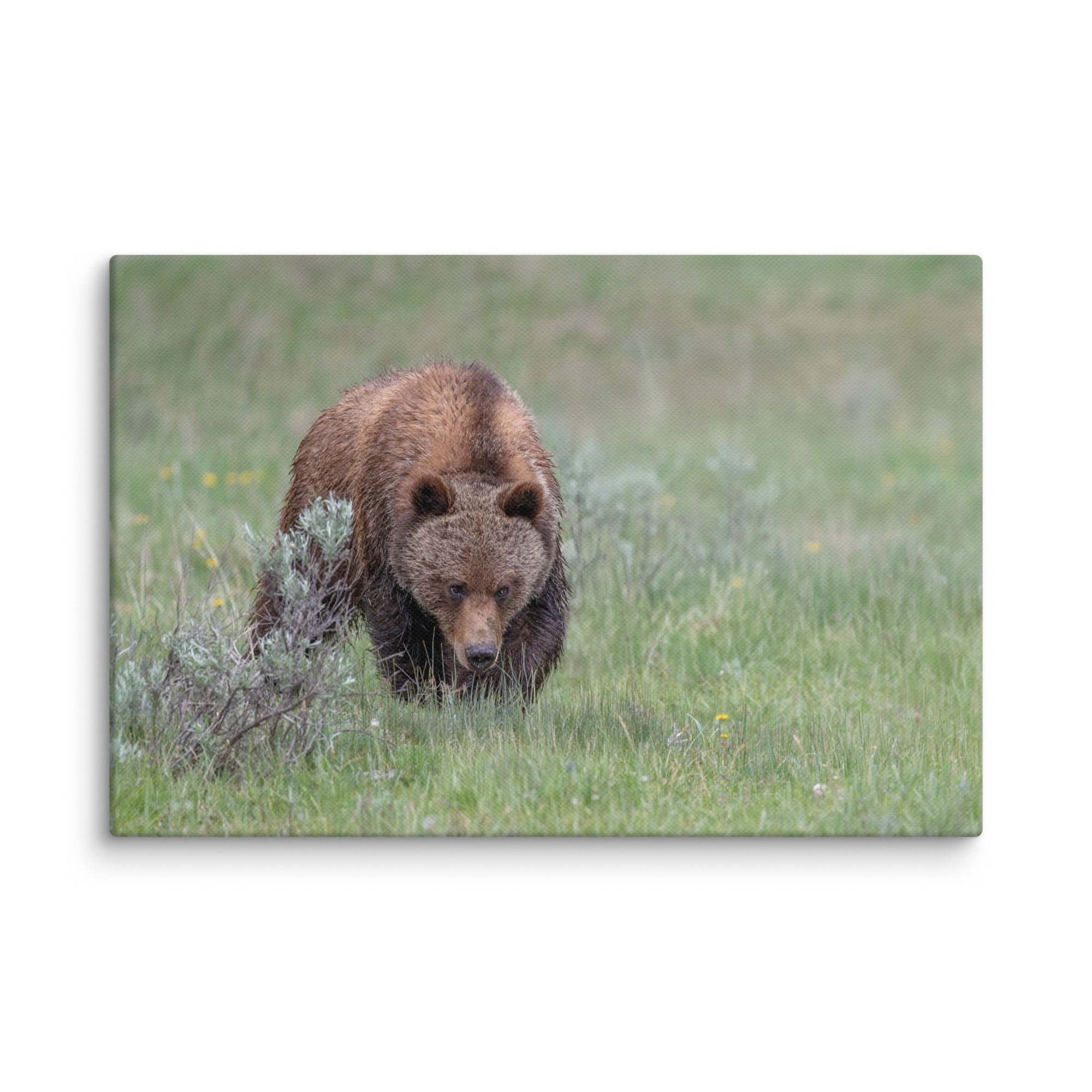 Grizzly Watching! Canvas - Image 5
