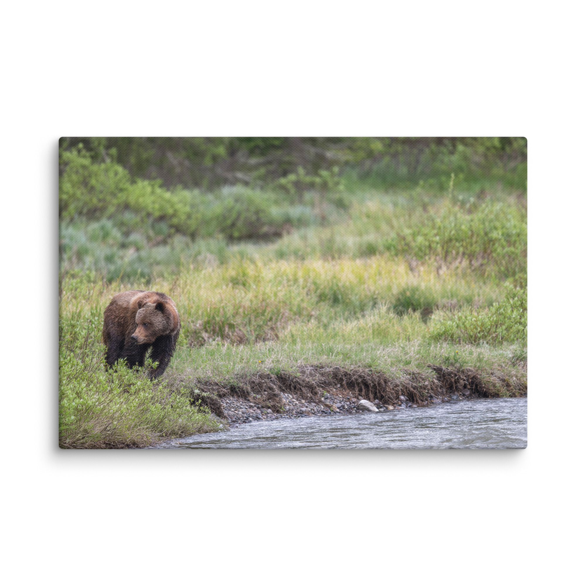 Grizzly getting read! Canvas - Image 5