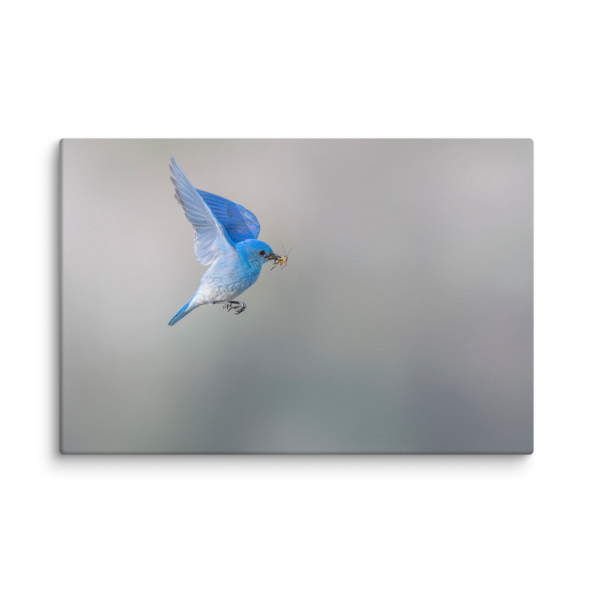 Mountain Bluebird with prey! Canvas - Image 4