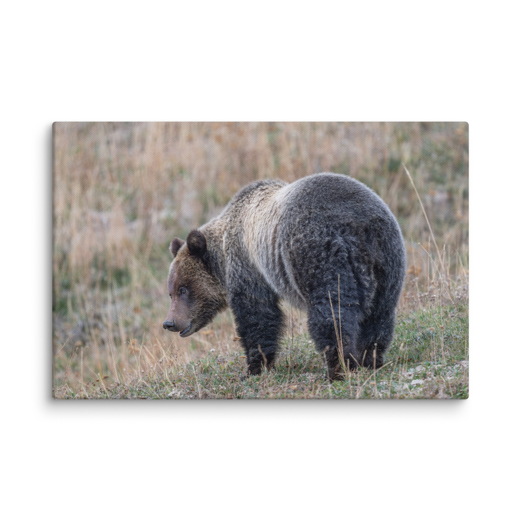Grizzly of yellowstone! Canvas - Image 5
