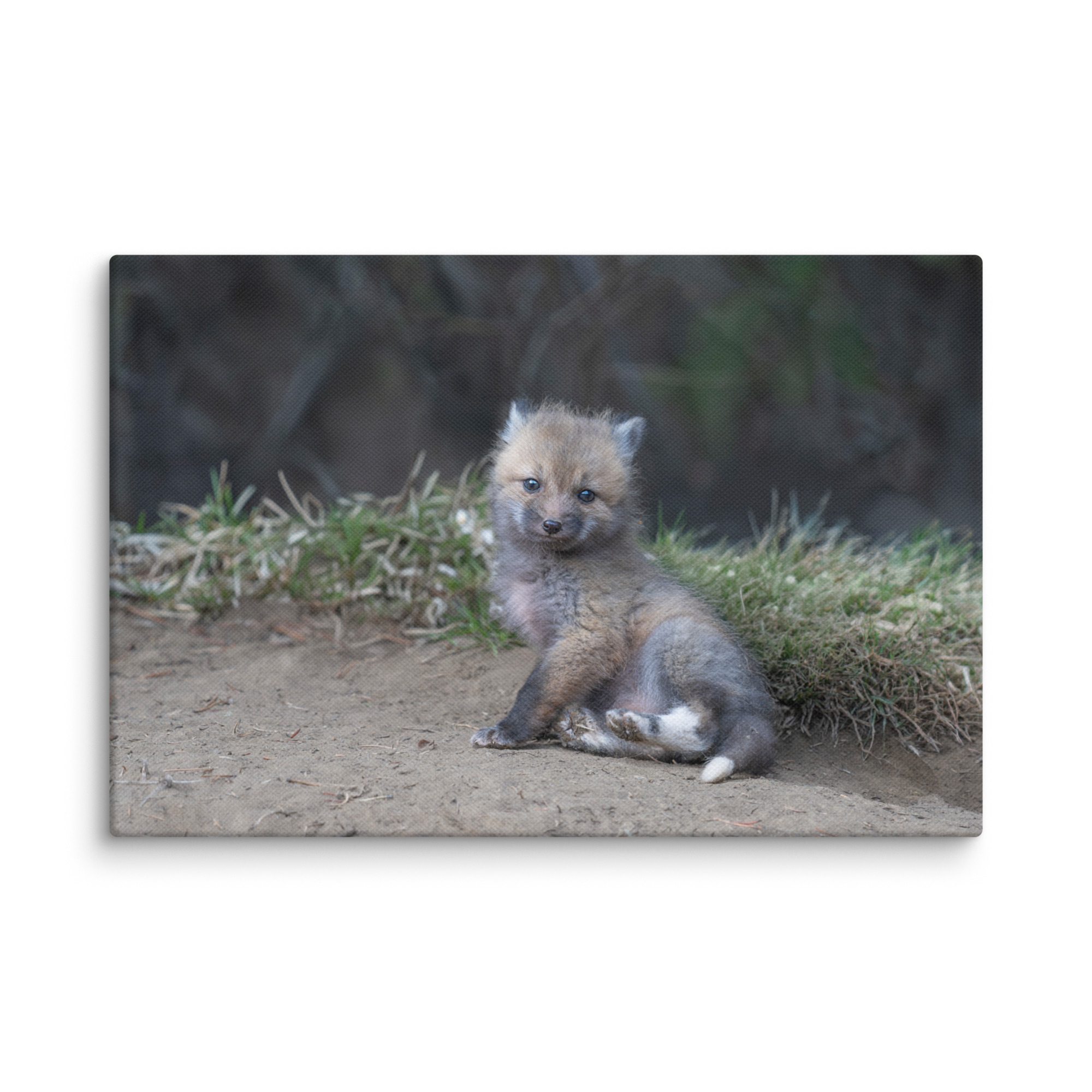 Guarding Den Baby Red fox!  Canvas - Image 5