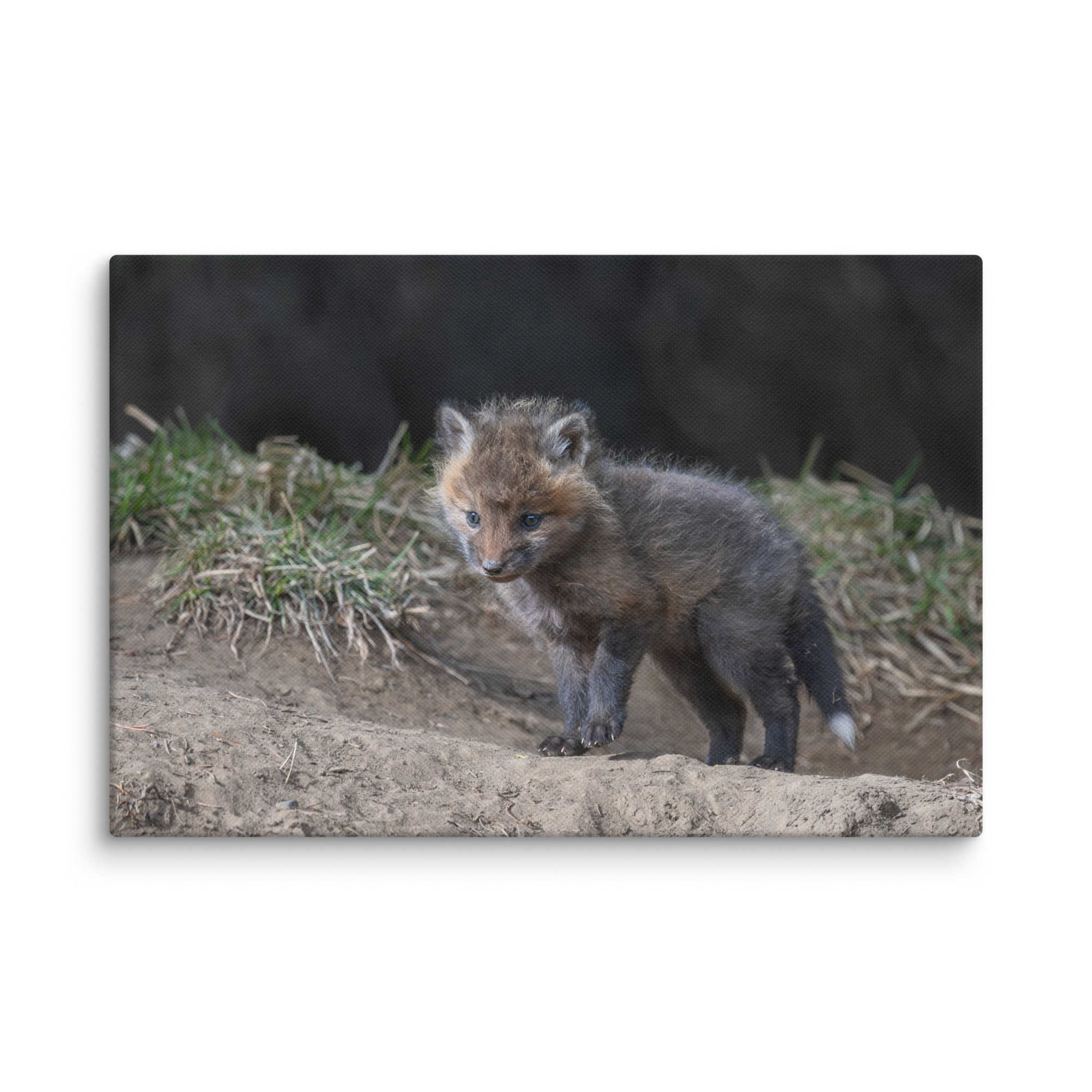 Just checking Baby Red fox! Canvas - Image 5