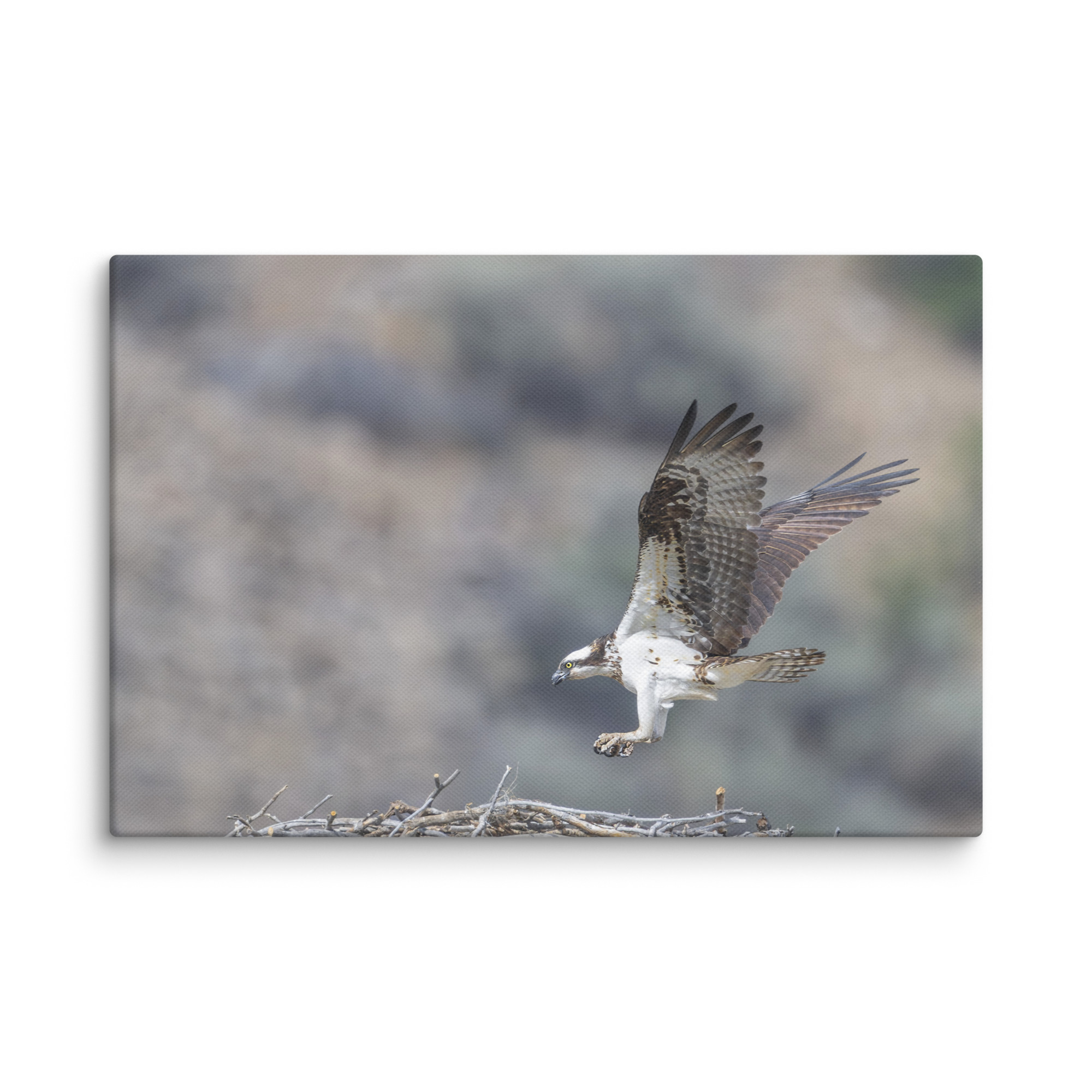 Osprey Landing on its nest! Canvas - Image 5