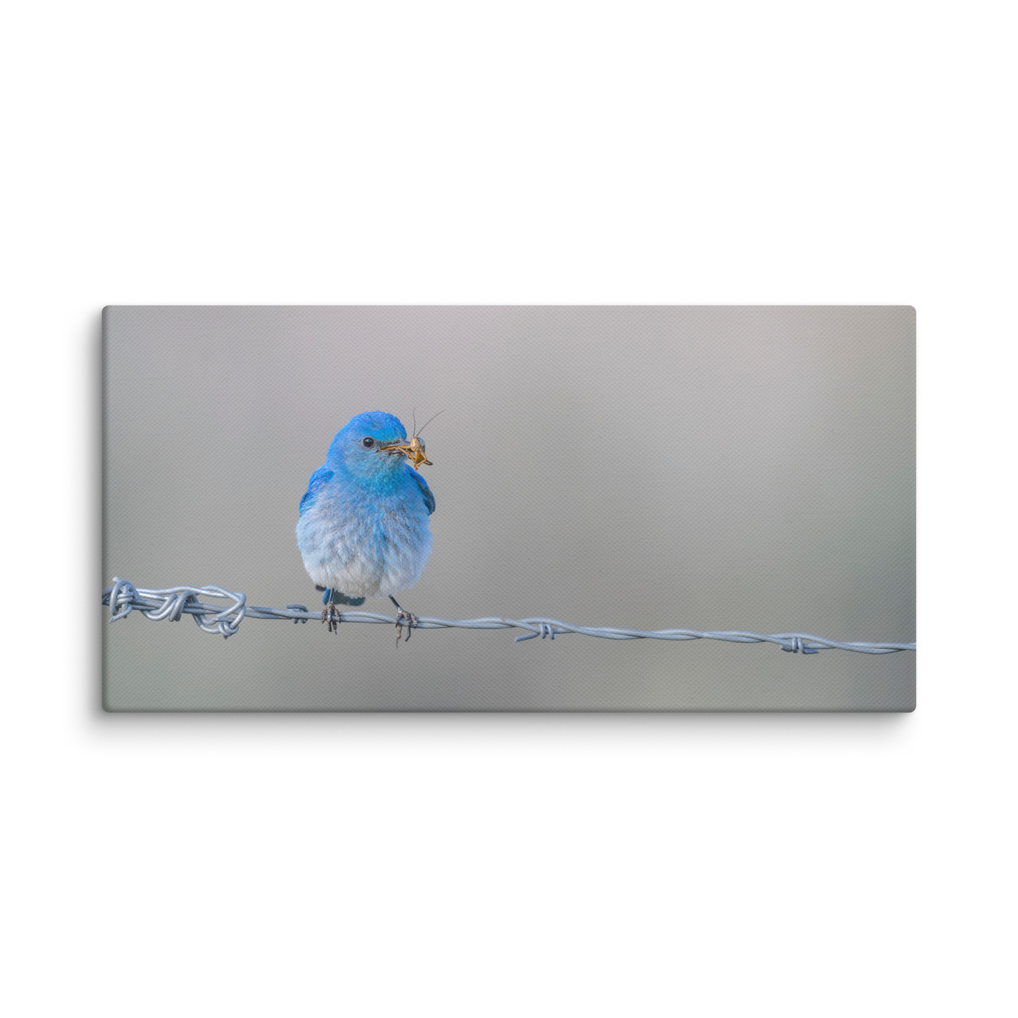 Mountain Blue Bird! Canvas - Image 6