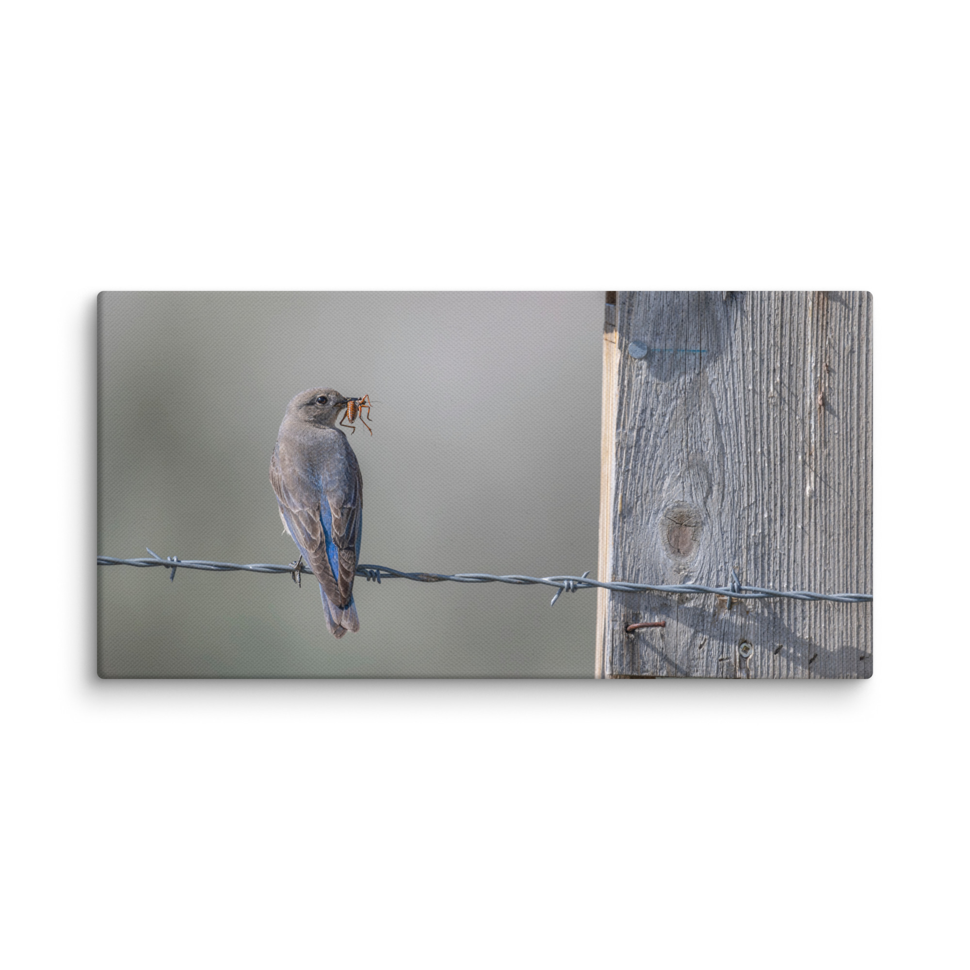 Mama Mountain bluebird with food! Canvas - Image 6