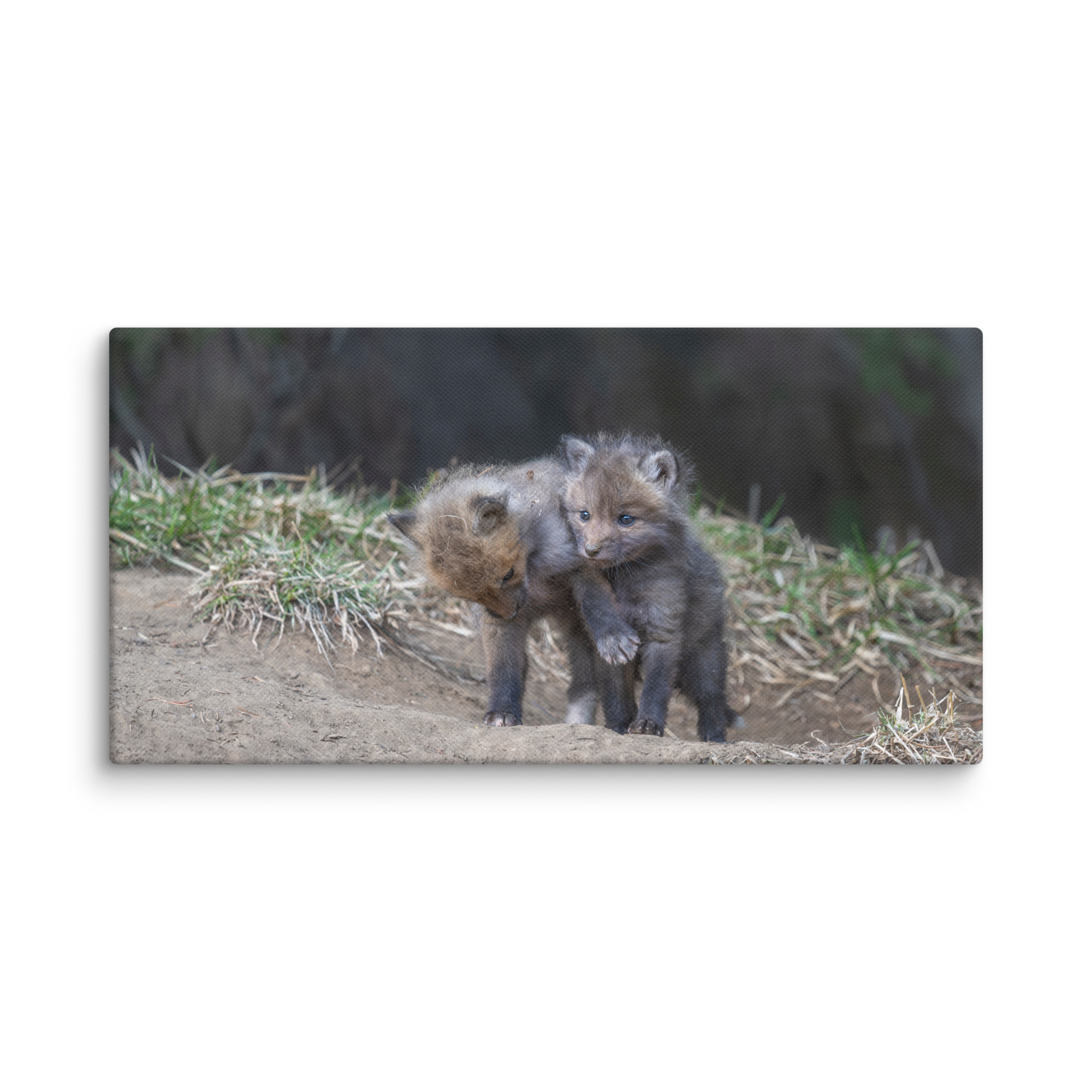 Brothers in Arms Red fox kits! Canvas - Image 6