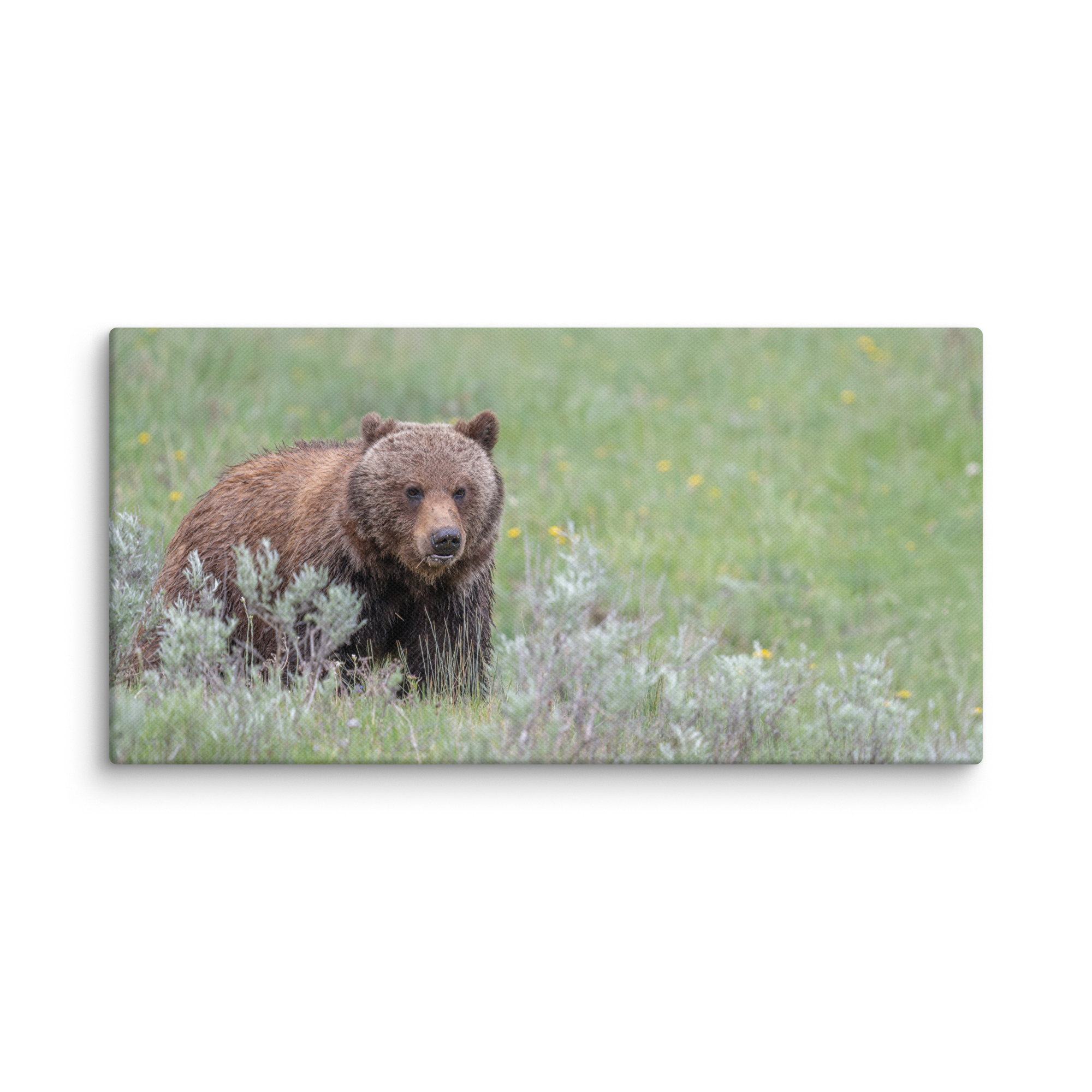 Hungry Grizzly in a Meadow! Canvas - Image 5
