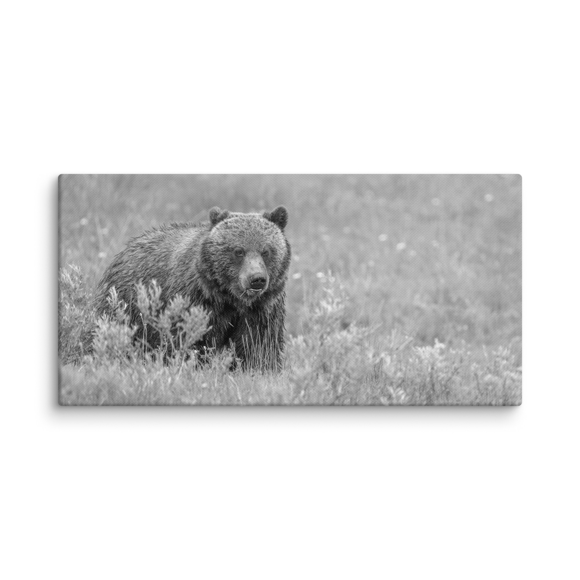 Hungry Grizzly in a Meadow! Monochrome Canvas - Image 6