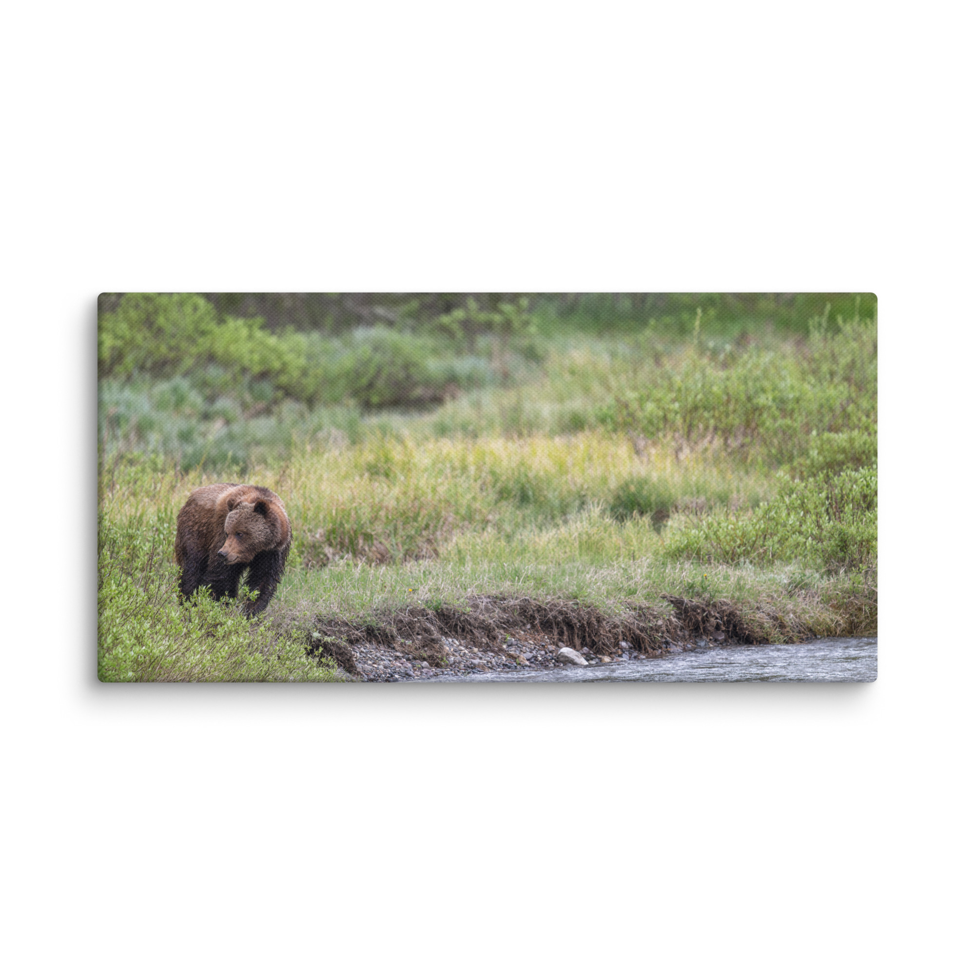 Grizzly getting read! Canvas - Image 6