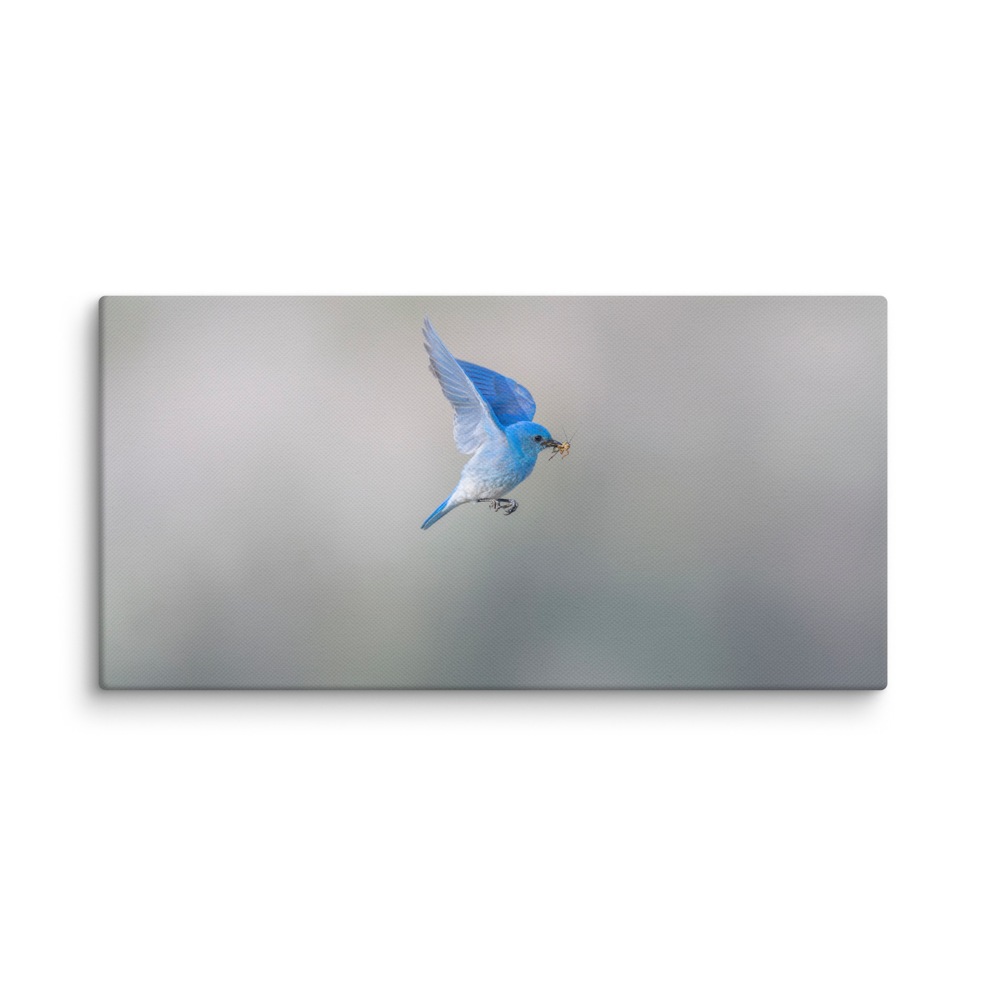 Mountain Bluebird with prey! Canvas - Image 5