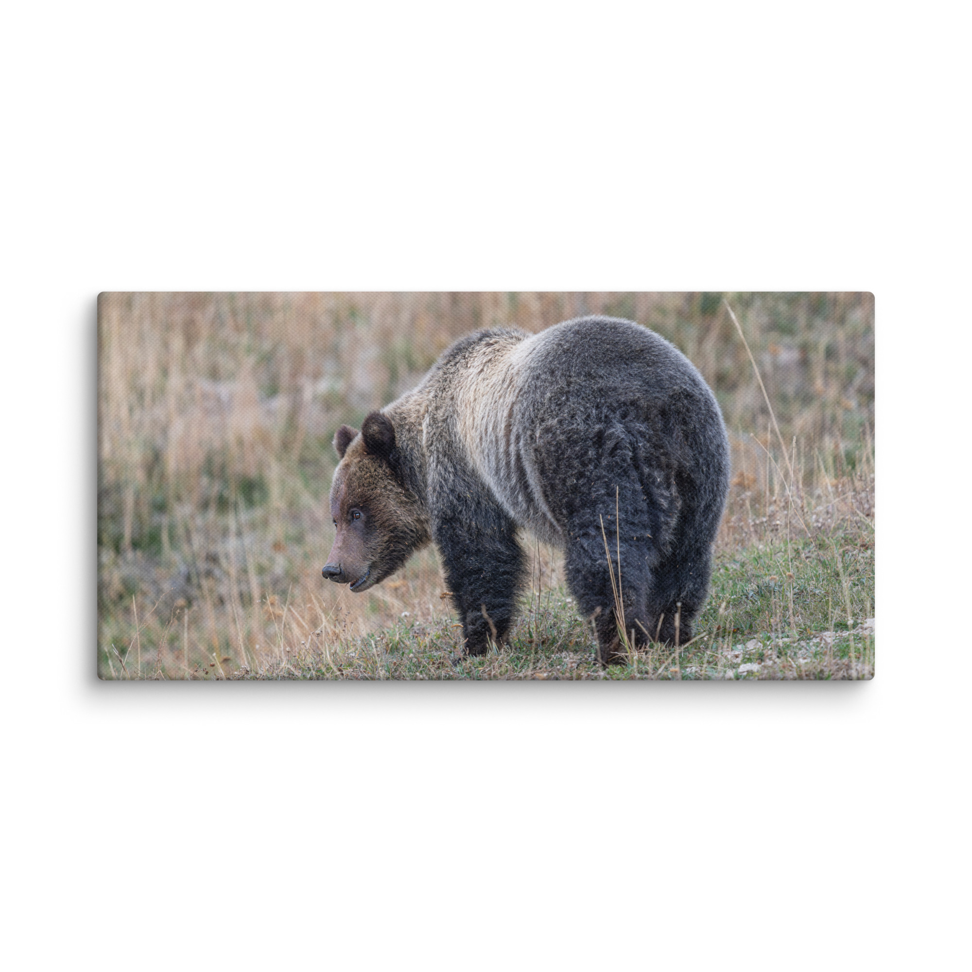 Grizzly of yellowstone! Canvas - Image 6
