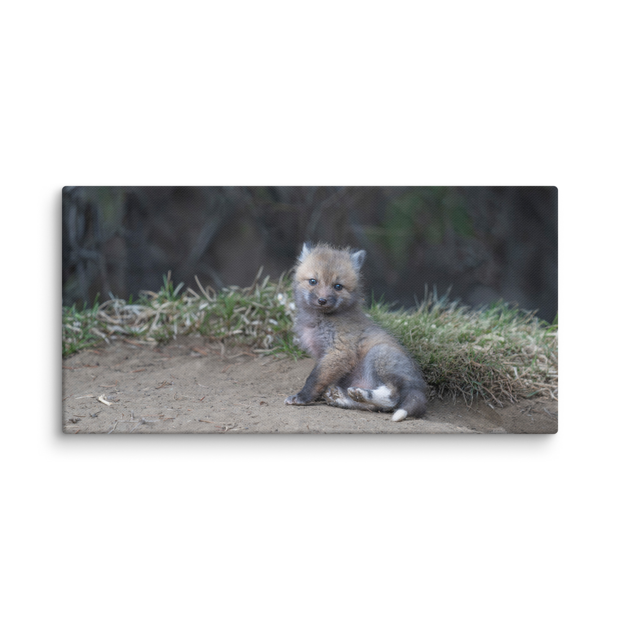 Guarding Den Baby Red fox!  Canvas - Image 6
