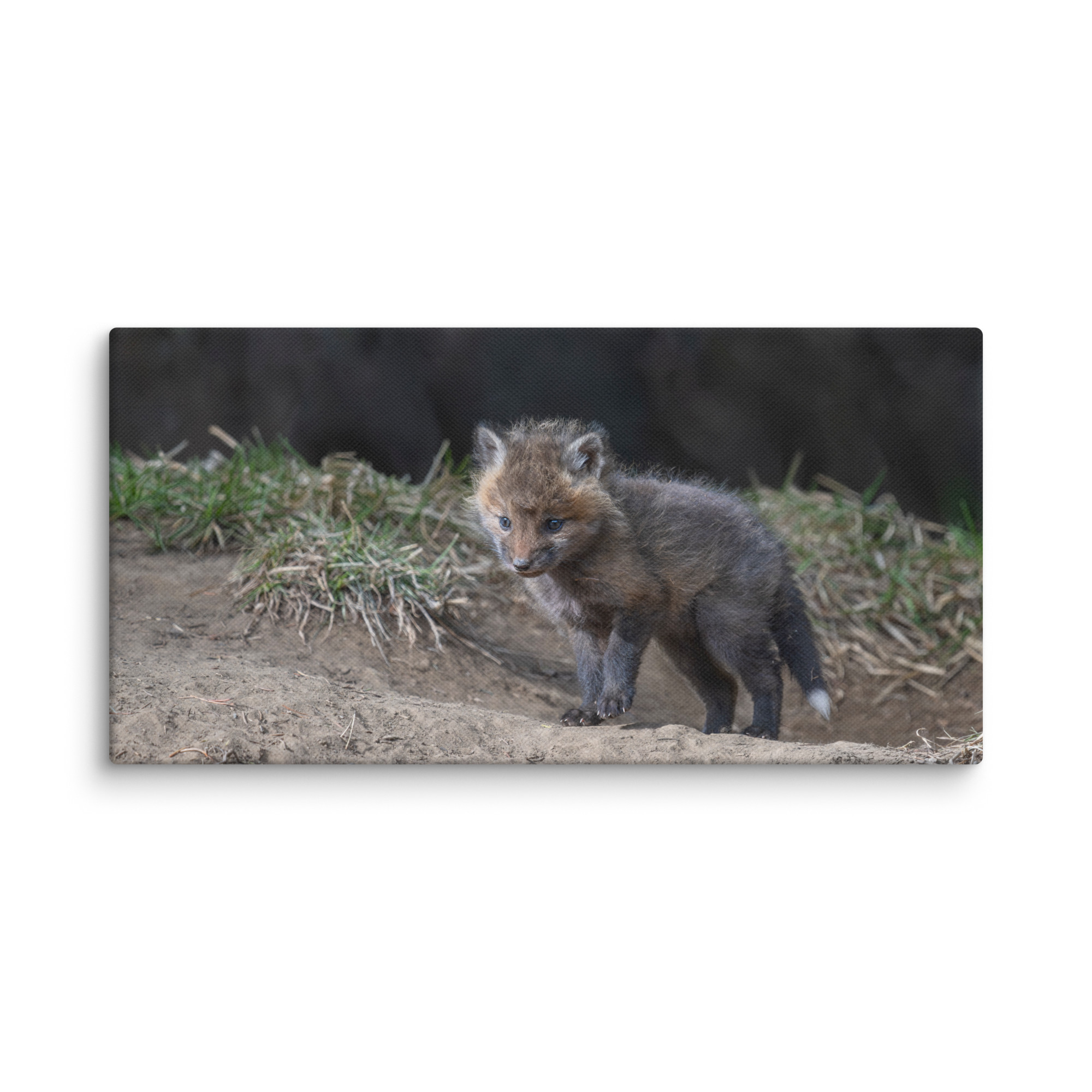 Just checking Baby Red fox! Canvas - Image 6