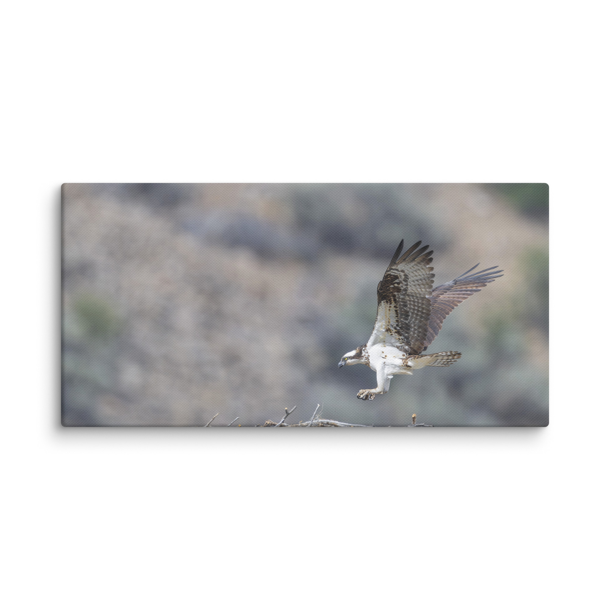 Osprey Landing on its nest! Canvas - Image 6