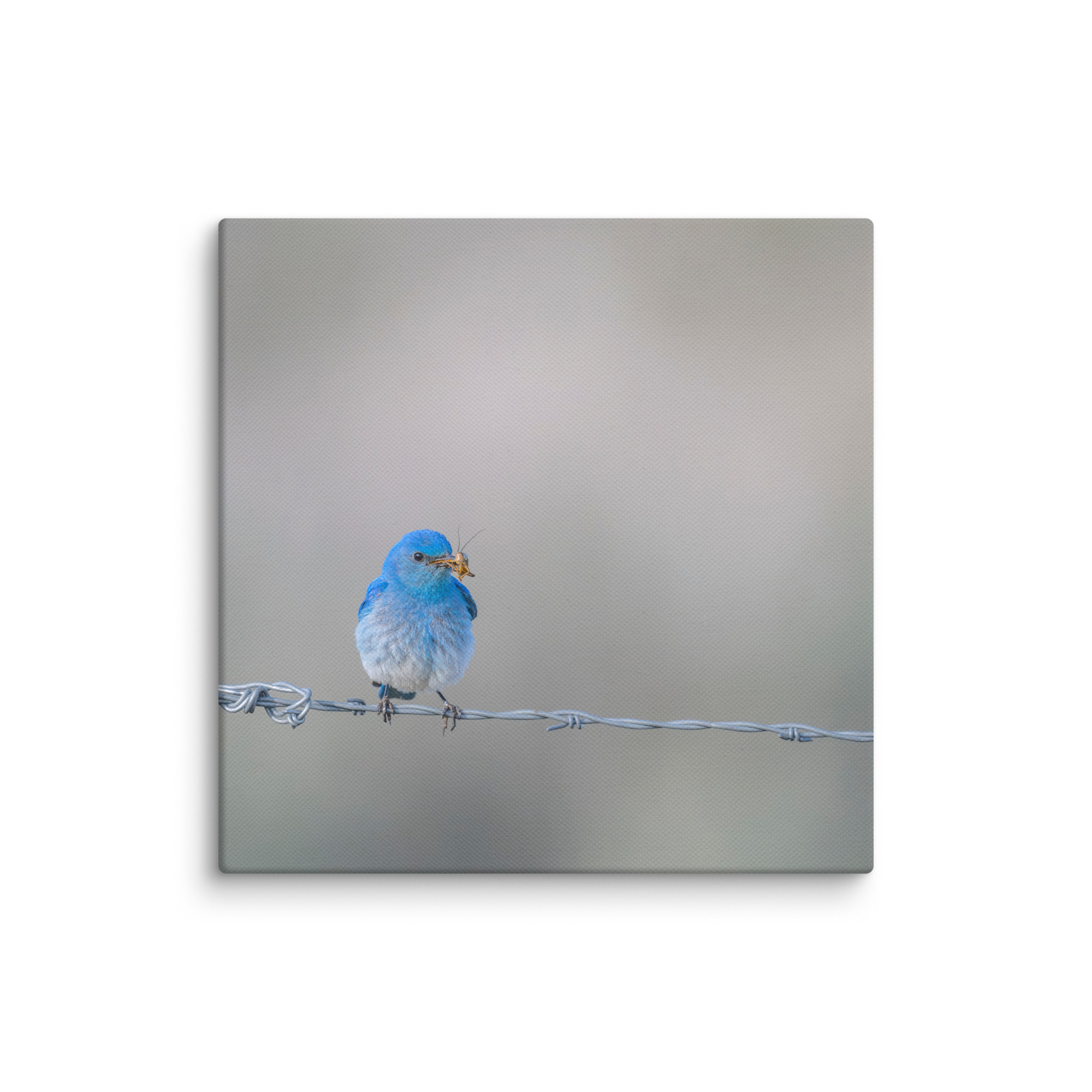 Mountain Blue Bird! Canvas - Image 7