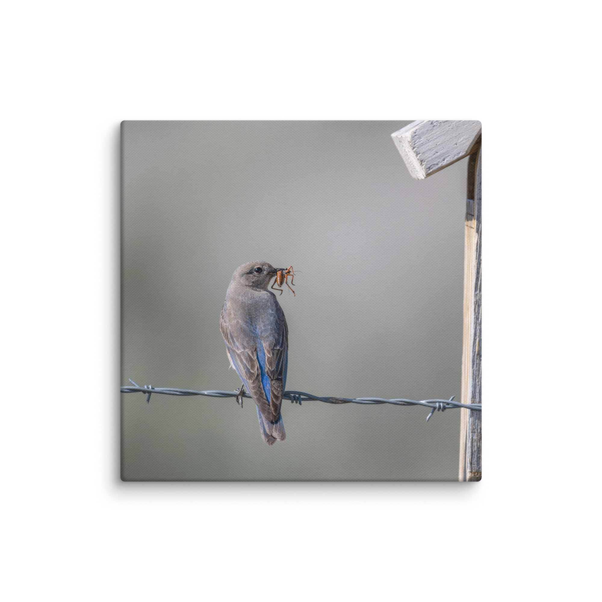 Mama Mountain bluebird with food! Canvas - Image 7