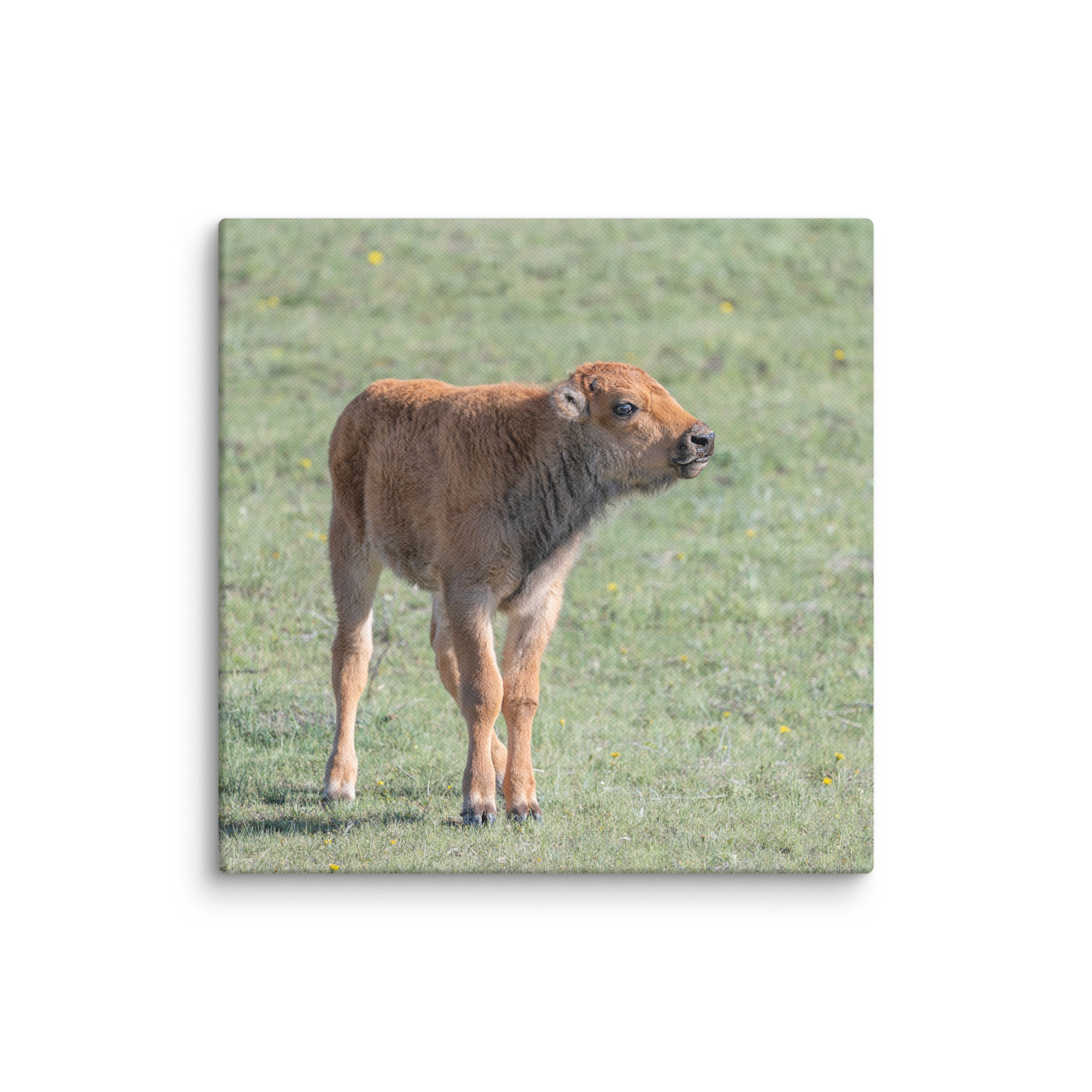 Baby Bison! Canvas - Image 5