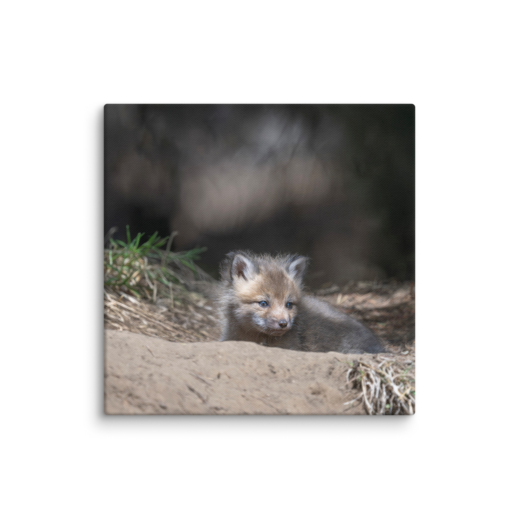 Baby Red fox waiting for Mom! Canvas - Image 7