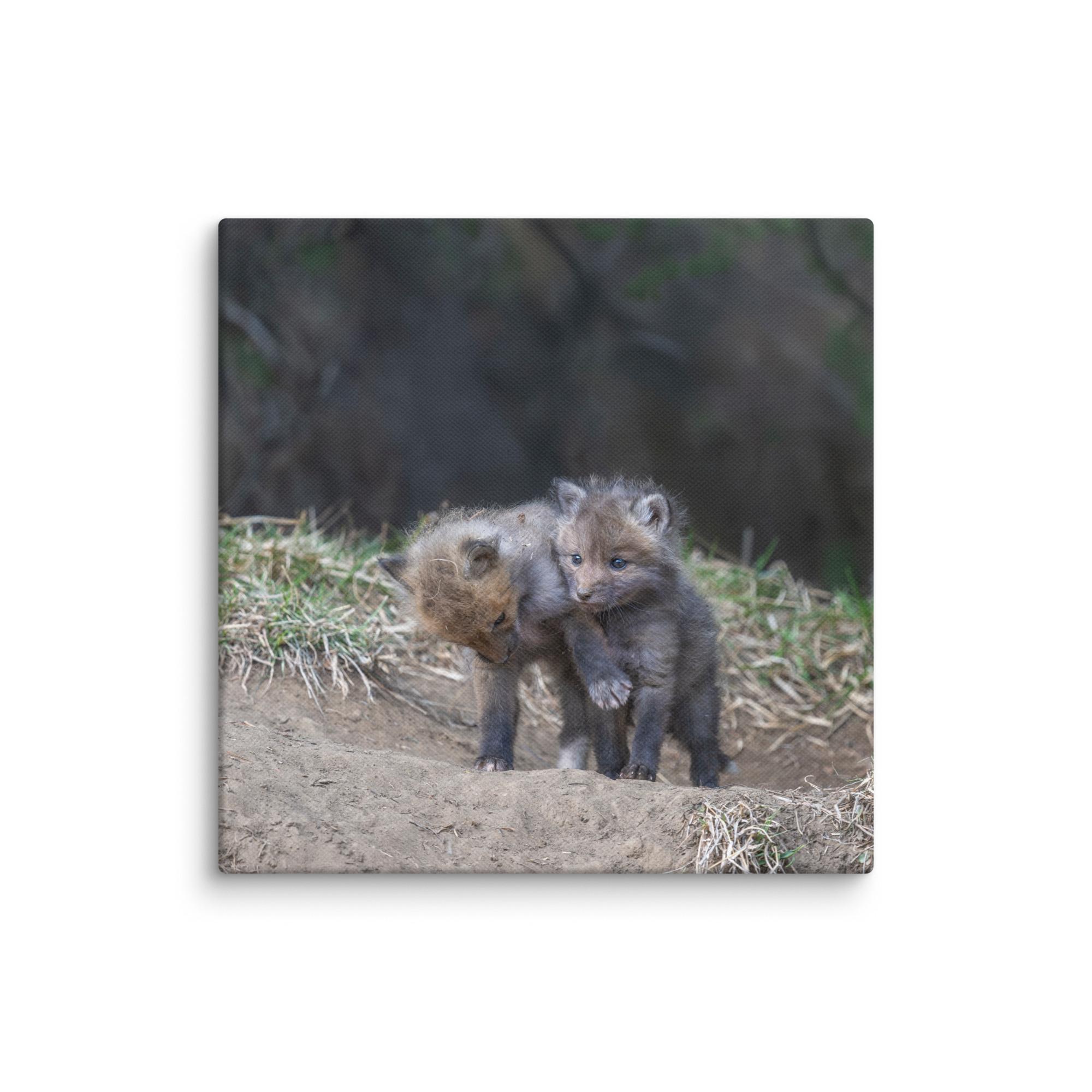 Brothers in Arms Red fox kits! Canvas - Image 7